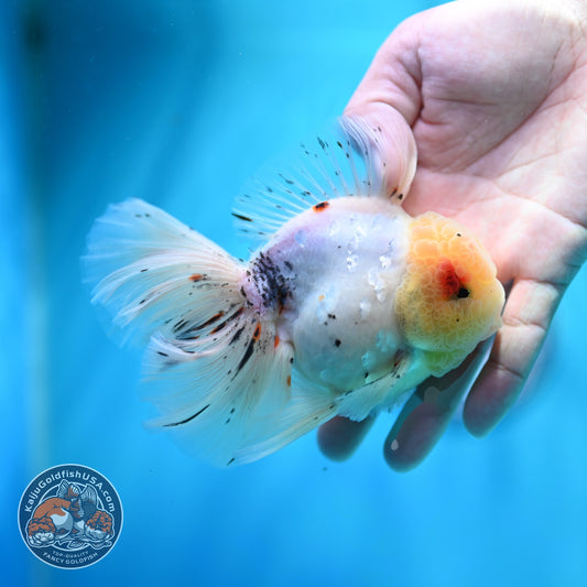 Tricolor Sakura Orchid Tail Oranda 3.5 inch Body (260605_OR17)