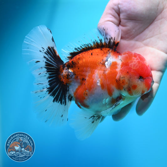 Tricolor Sakura Orchid Tail Oranda 4 inch Body (260605_OR01)