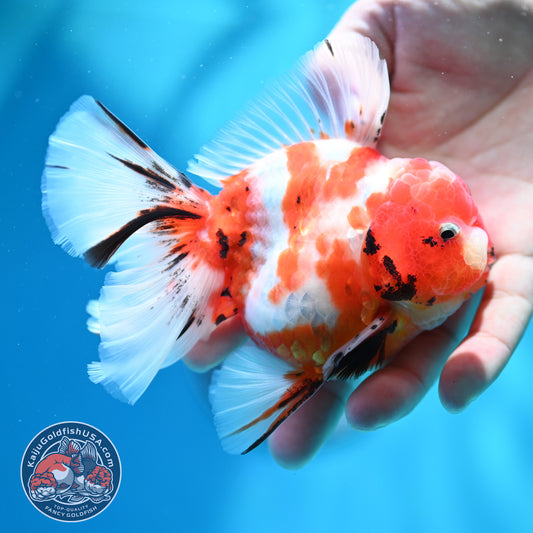 Tricolor Sakura Orchid Tail Oranda inch Body (260515_OR18)