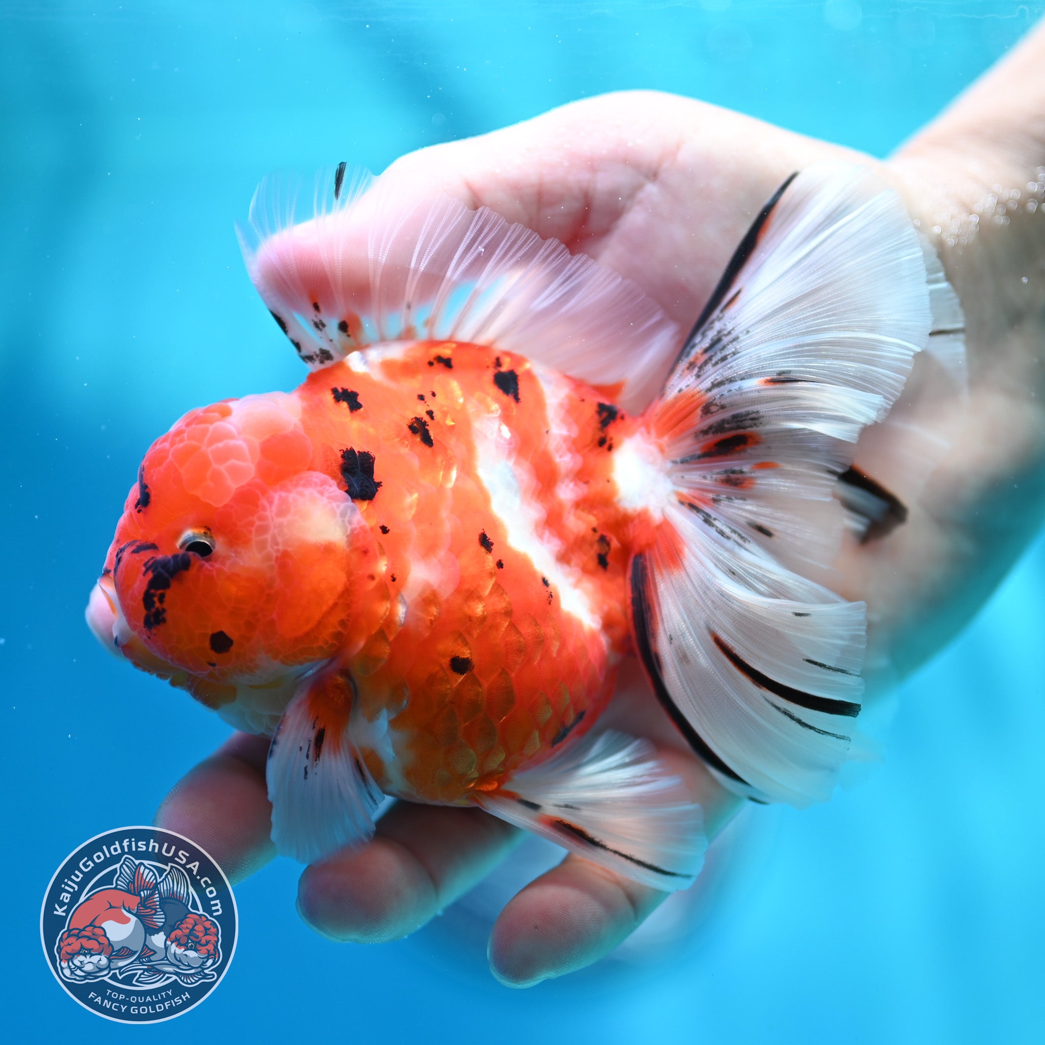 Tricolor Sakura Orchid Tail Oranda inch Body (260515_OR18) – Kaiju ...