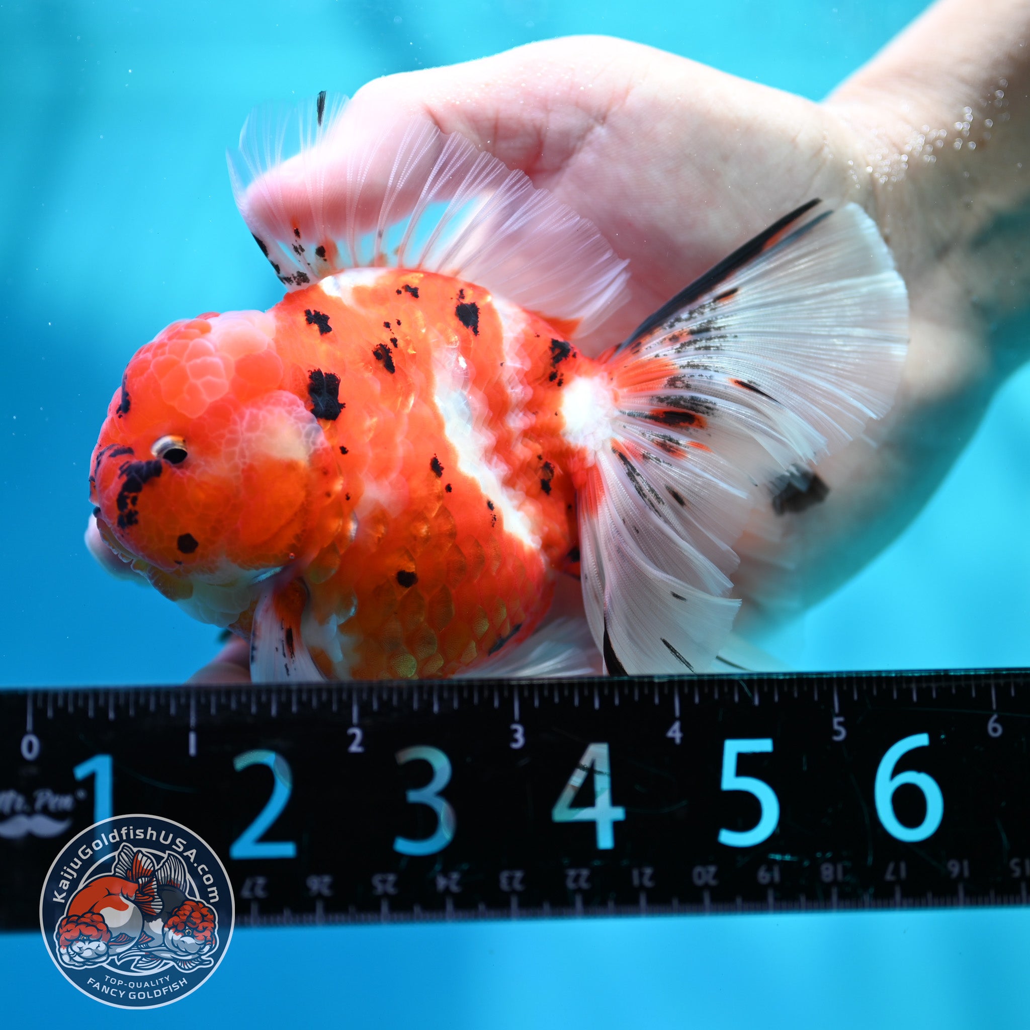 Tricolor Sakura Orchid Tail Oranda inch Body (260515_OR18) – Kaiju ...