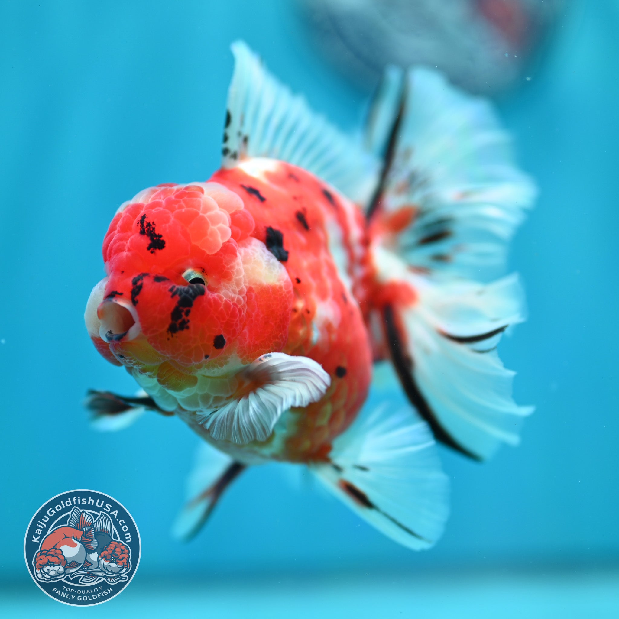 Tricolor Sakura Orchid Tail Oranda inch Body (260515_OR18) – Kaiju ...
