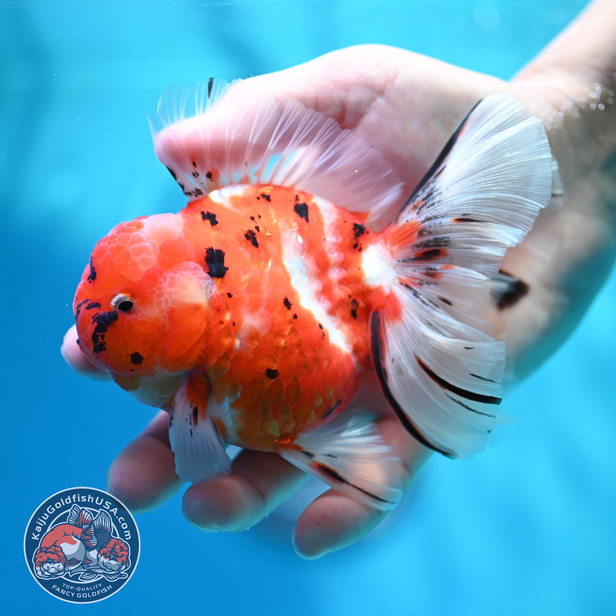 Tricolor Sakura Orchid Tail Oranda inch Body (260515_OR18) – Kaiju ...