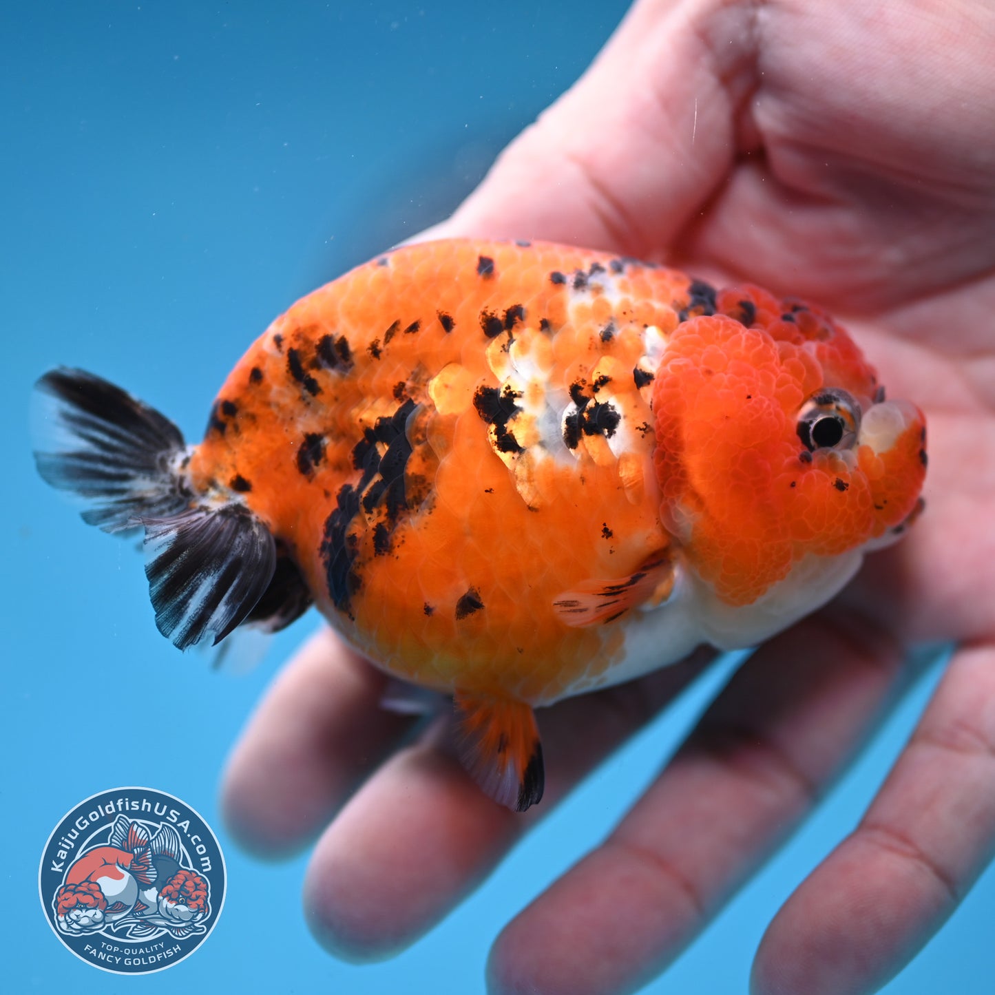 Tricolor Sakura Ranchu 3 inch Body (260306_RC08)