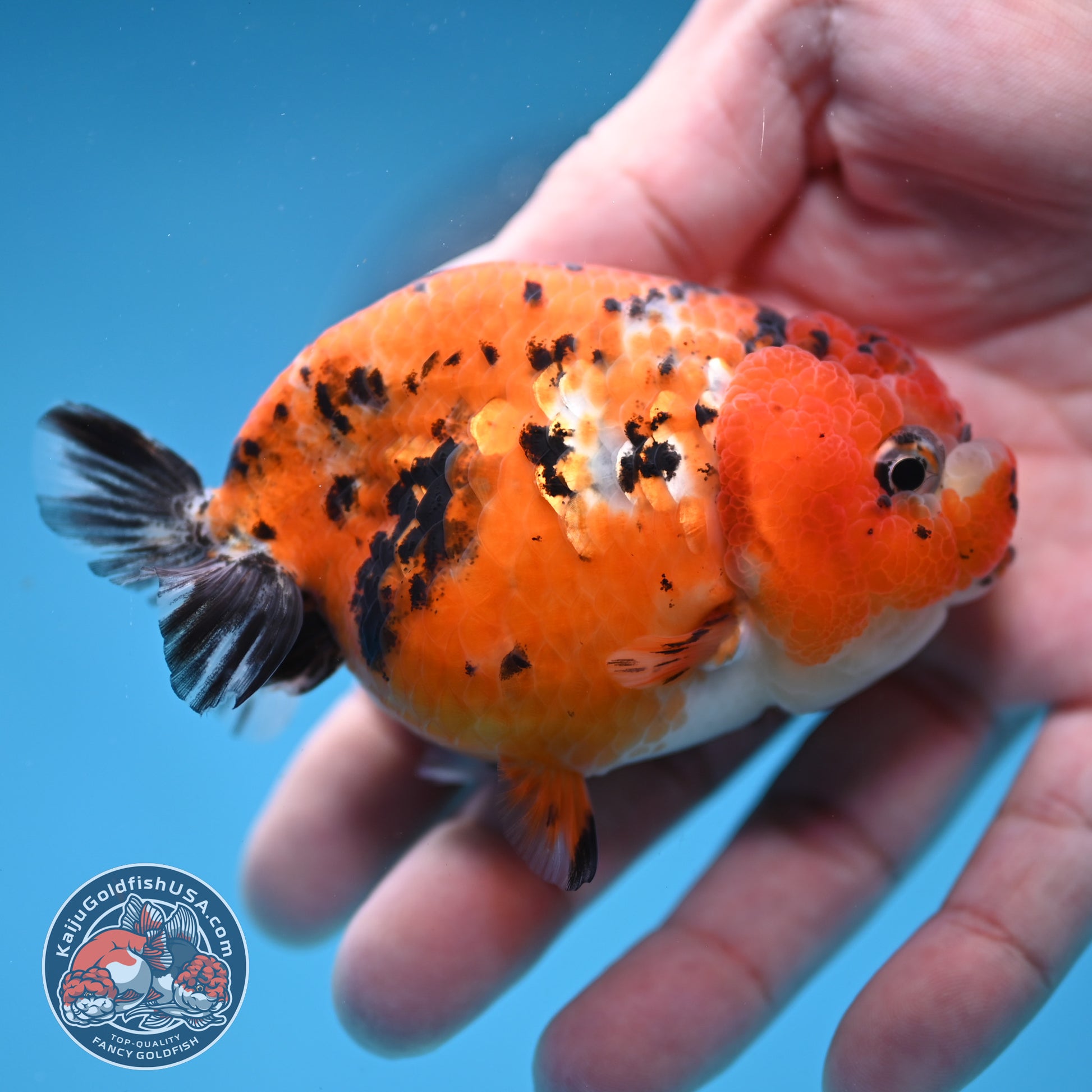 Tricolor Sakura Ranchu 3 inch Body (260306_RC08)