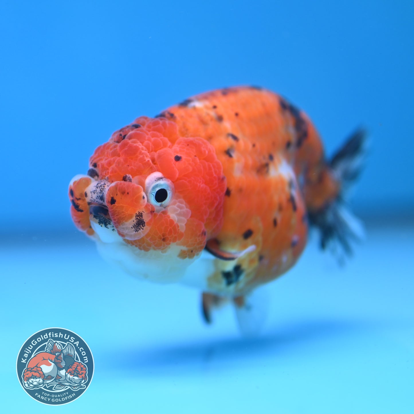 Tricolor Sakura Ranchu 3 inch Body (260306_RC08)