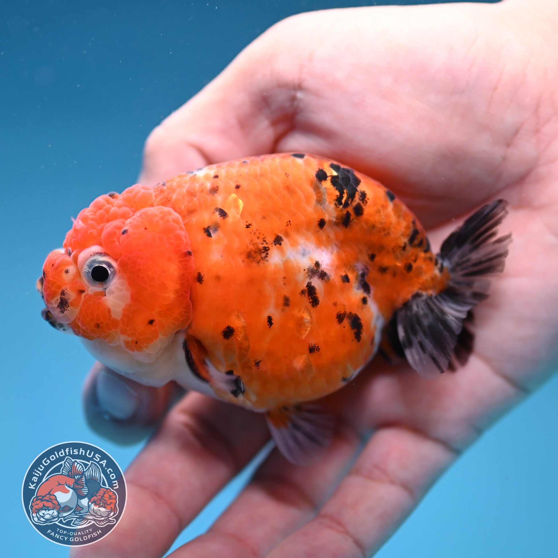 Tricolor Sakura Ranchu 3 inch Body (260306_RC08)