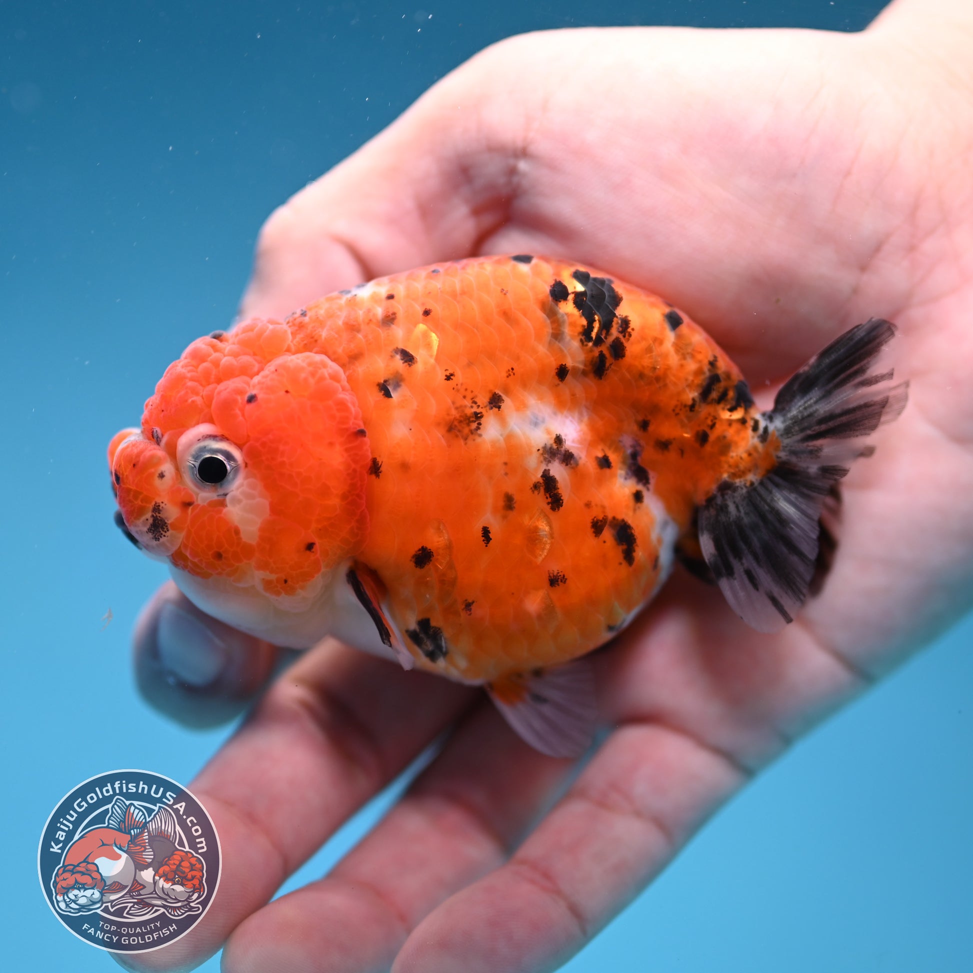 Tricolor Sakura Ranchu 3 inch Body (260306_RC08)