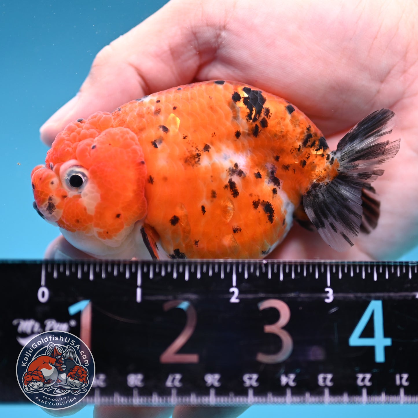 Tricolor Sakura Ranchu 3 inch Body (260306_RC08)