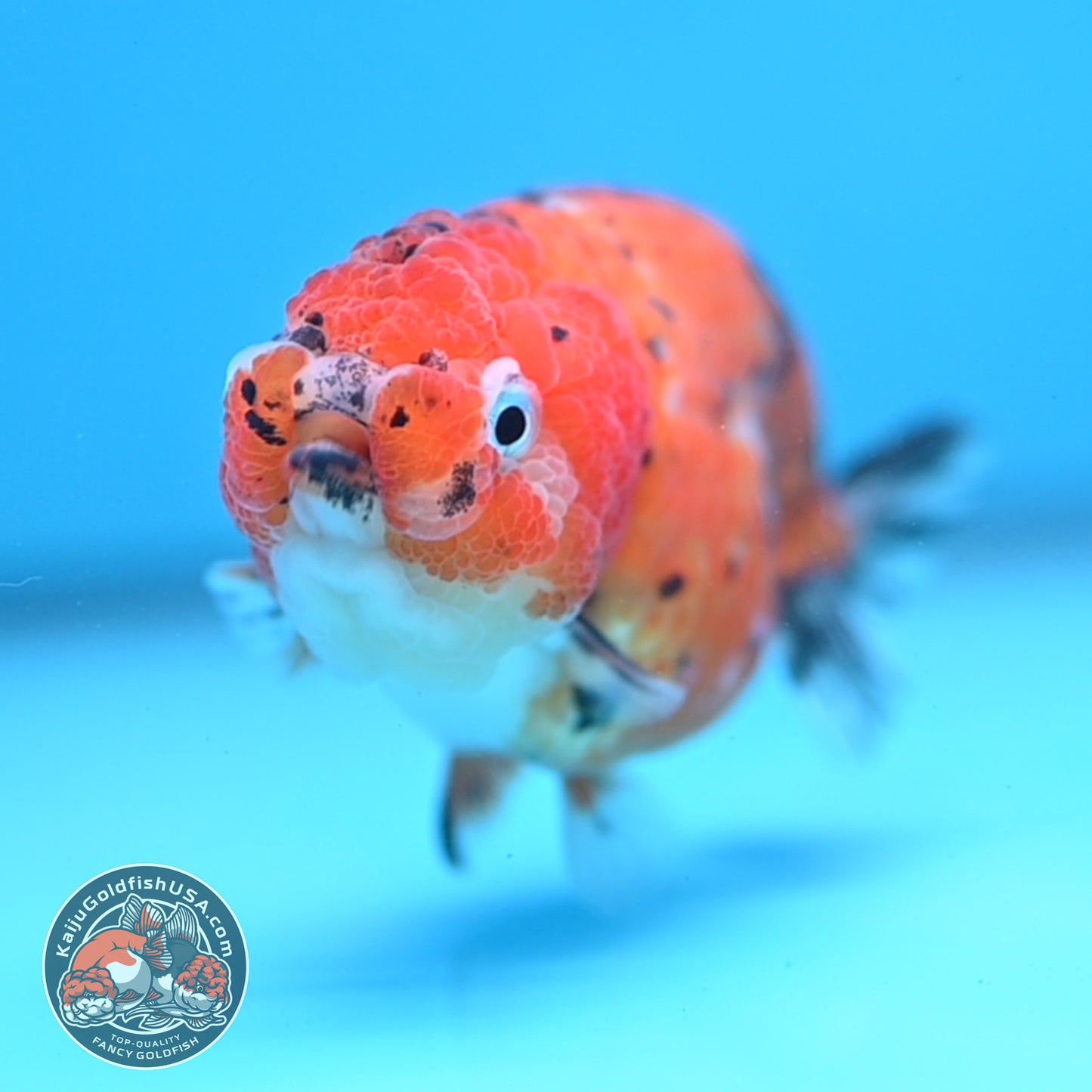 Tricolor Sakura Ranchu 3 inch Body (260306_RC08)