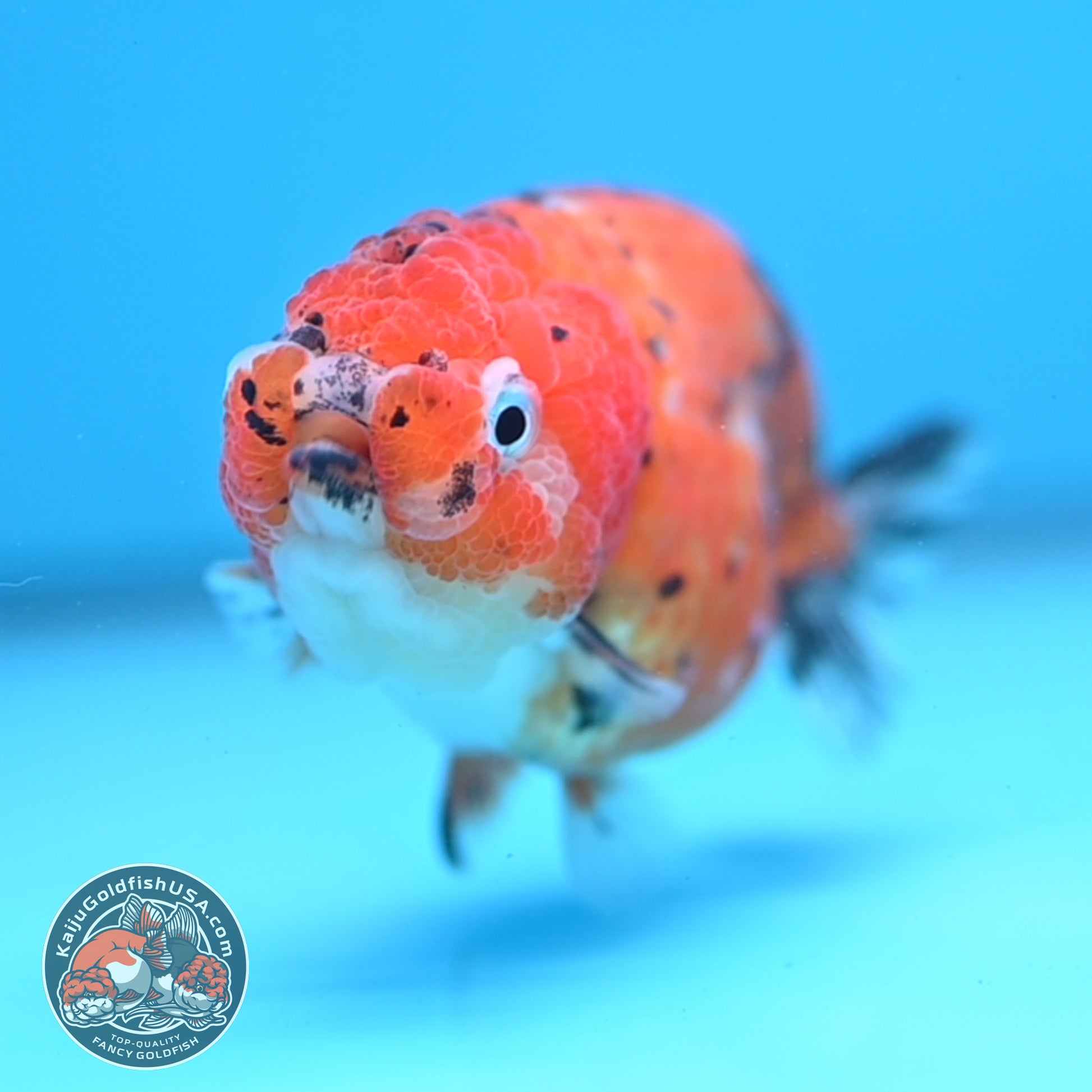 Tricolor Sakura Ranchu 3 inch Body (260306_RC08)