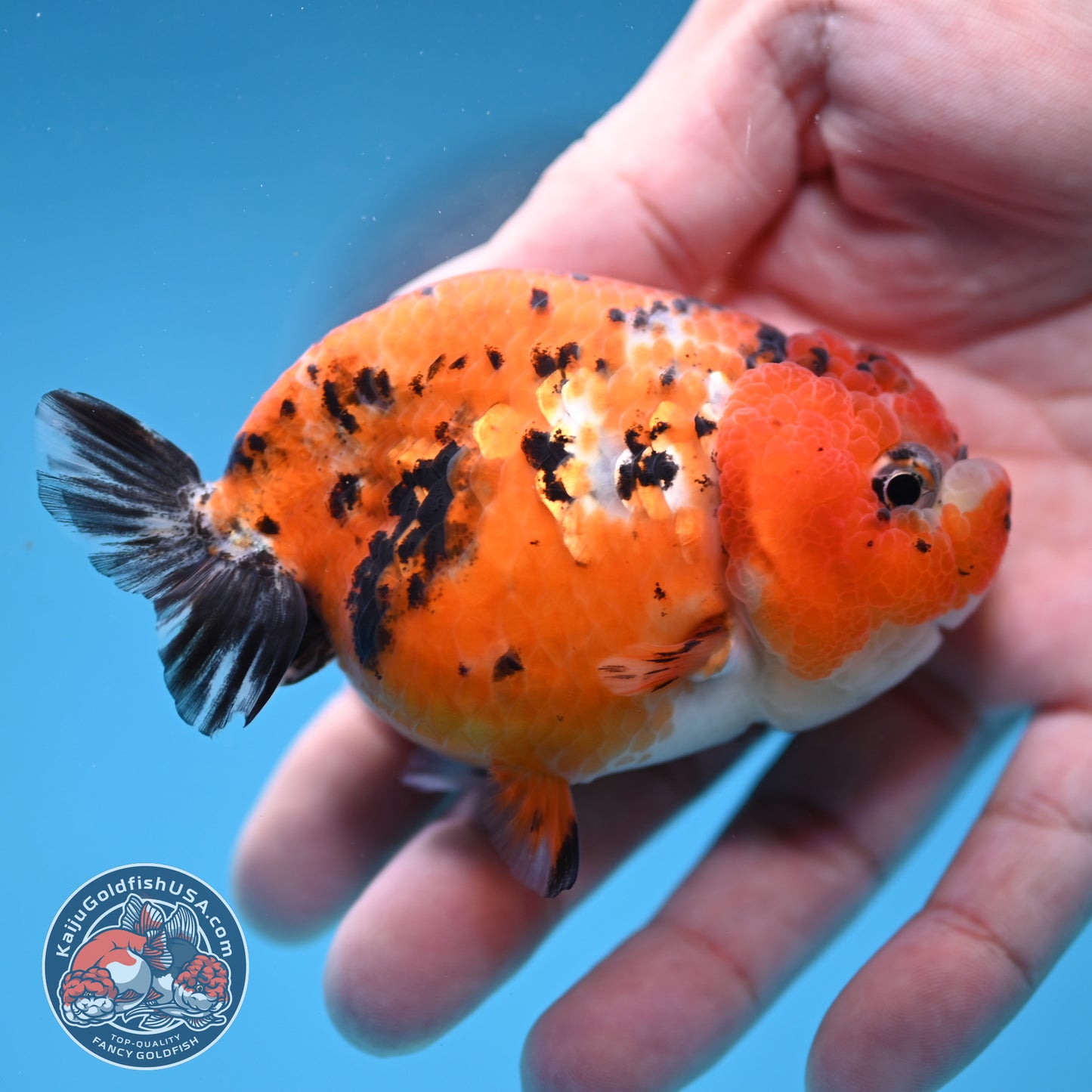 Tricolor Sakura Ranchu 3 inch Body (260306_RC08)