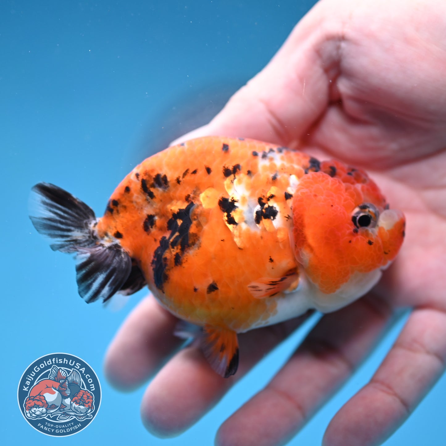 Tricolor Sakura Ranchu 3 inch Body (260306_RC08)