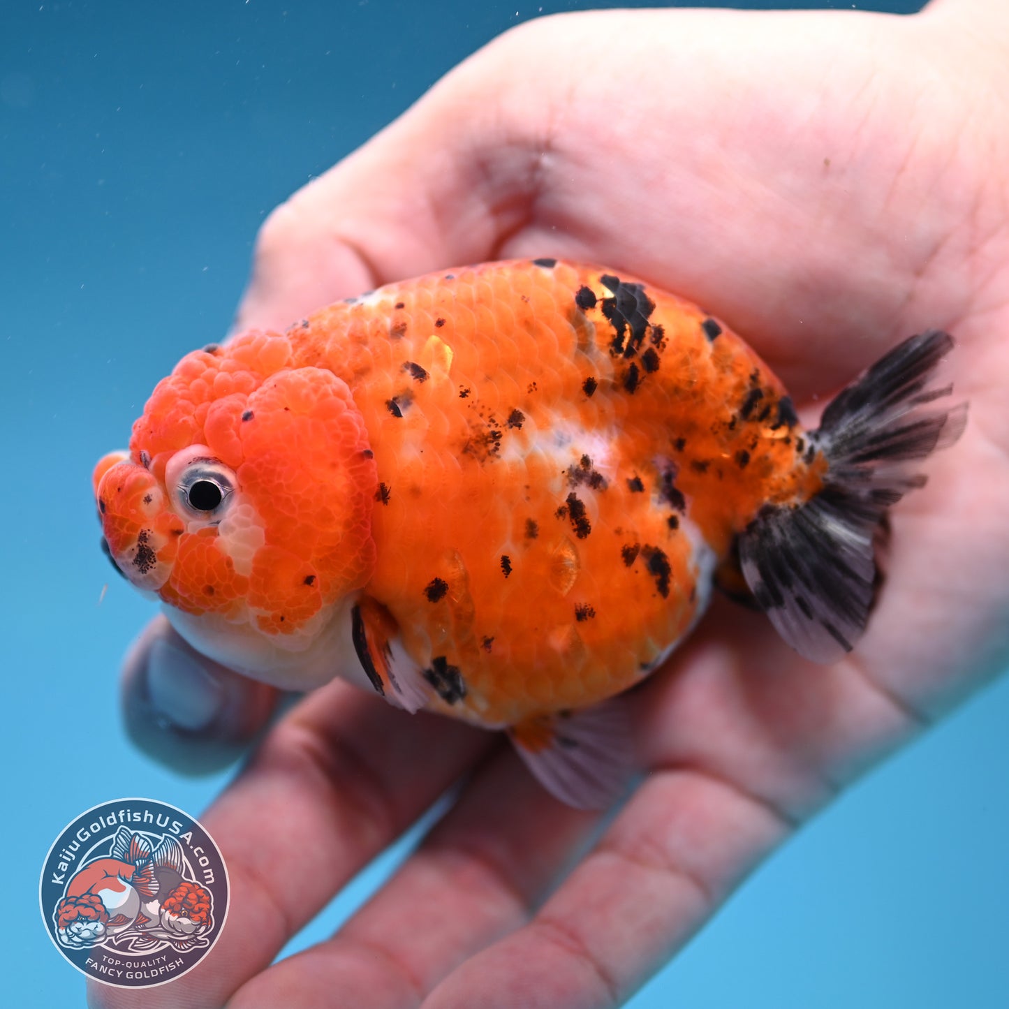 Tricolor Sakura Ranchu 3 inch Body (260306_RC08)