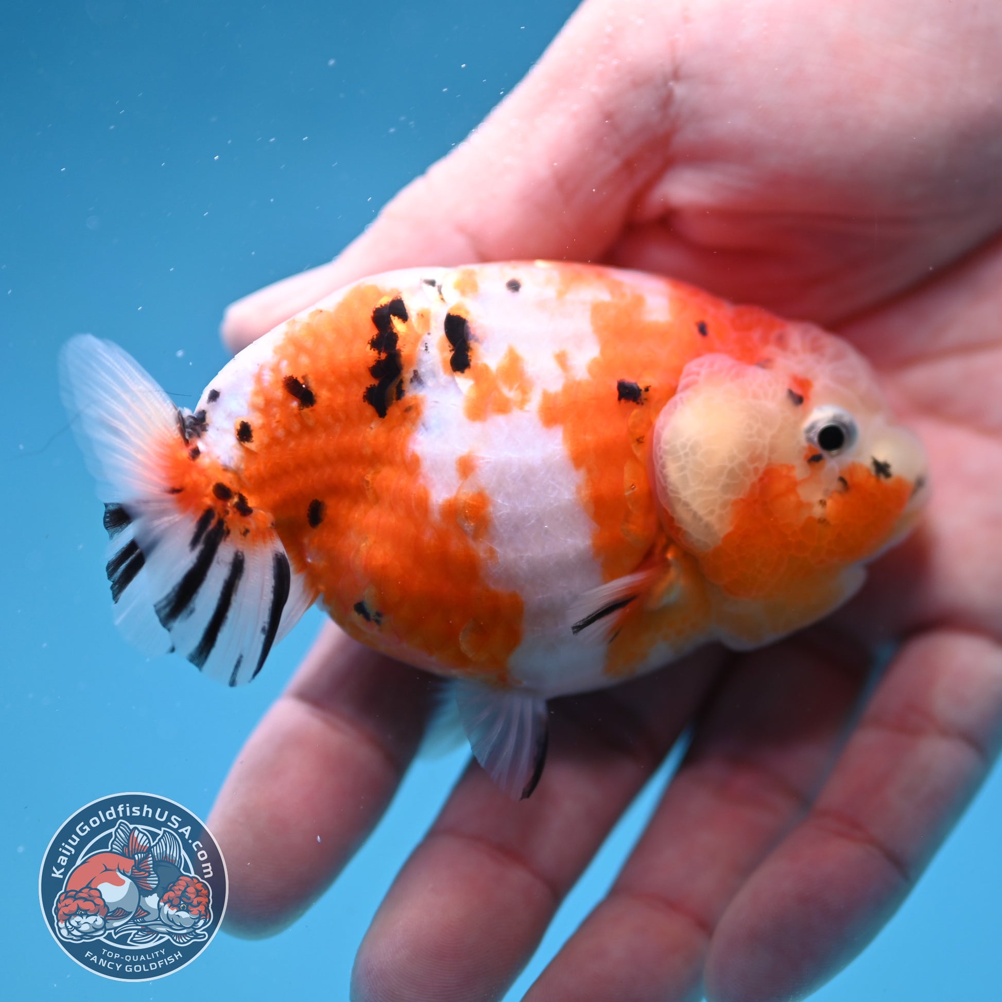 Tricolor Sakura Ranchu 3.5 inch Body (260306_RC06)
