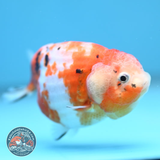 Tricolor Sakura Ranchu 3.5 inch Body (260306_RC06)