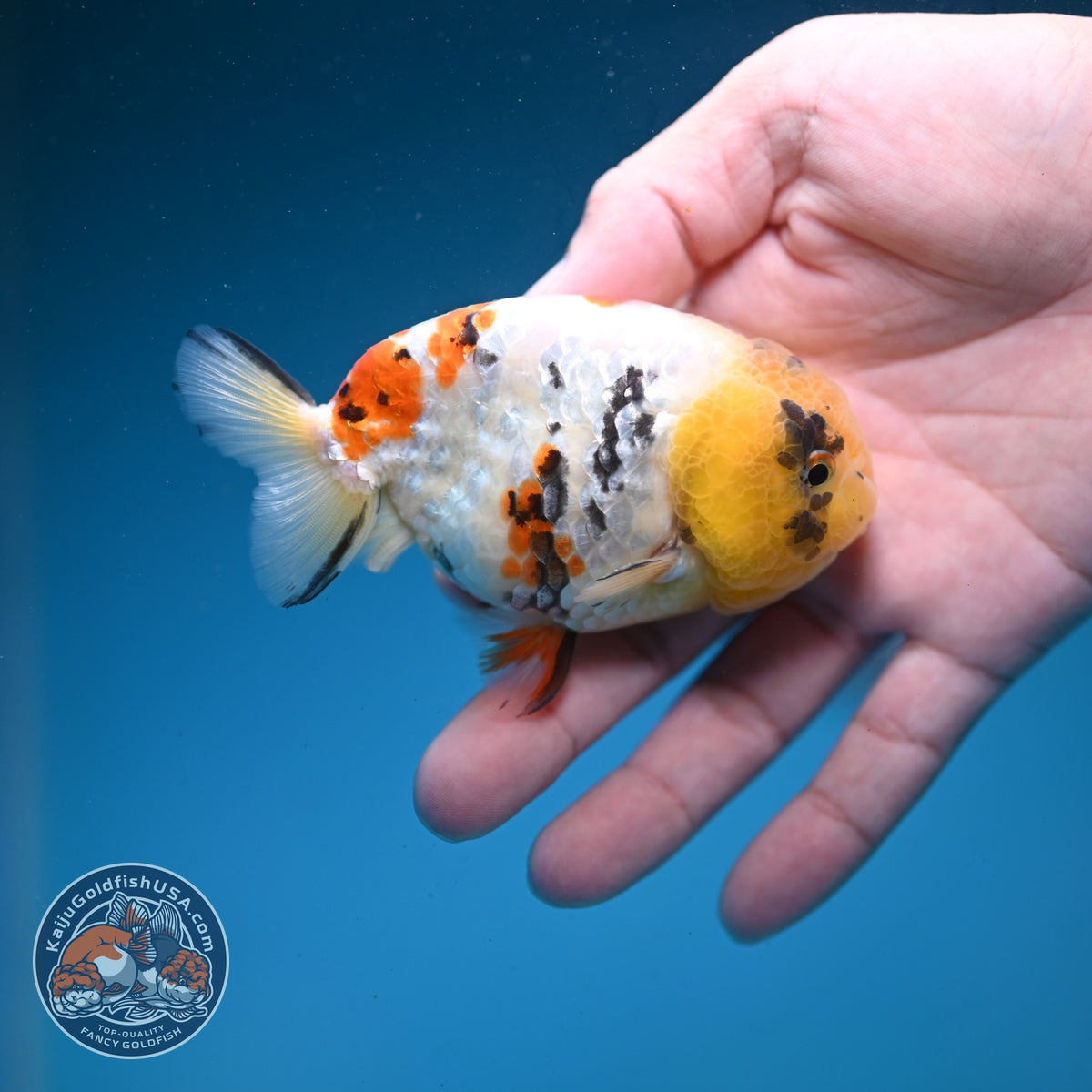 Tricolor Sakura Ranchu 3.5 inch Body (261002_RC06)