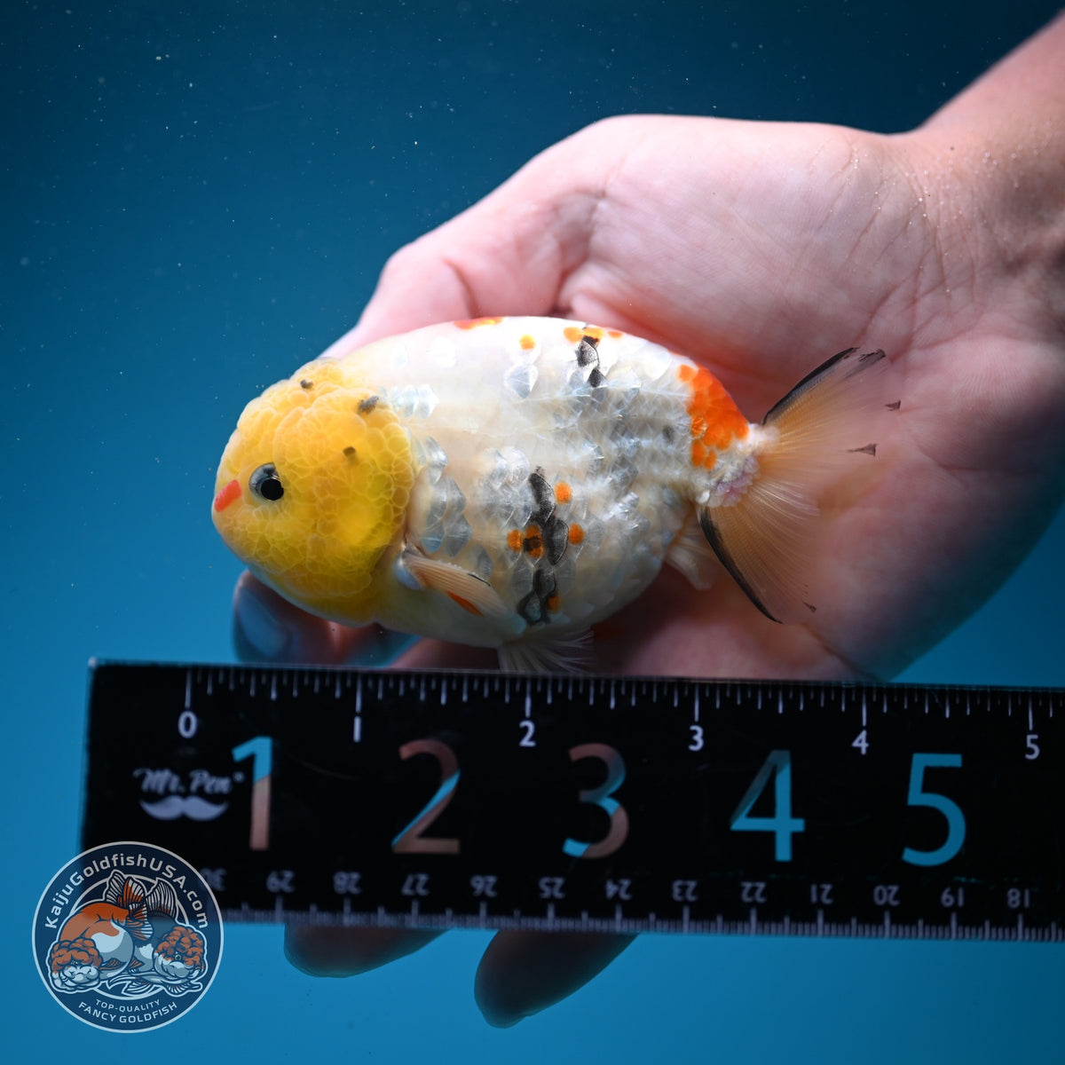 Tricolor Sakura Ranchu 3.5 inch Body (261002_RC06)