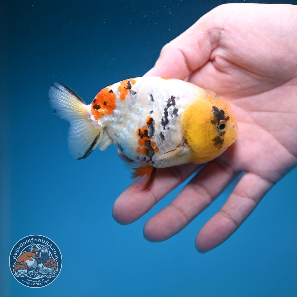 Tricolor Sakura Ranchu 3.5 inch Body (261002_RC06)