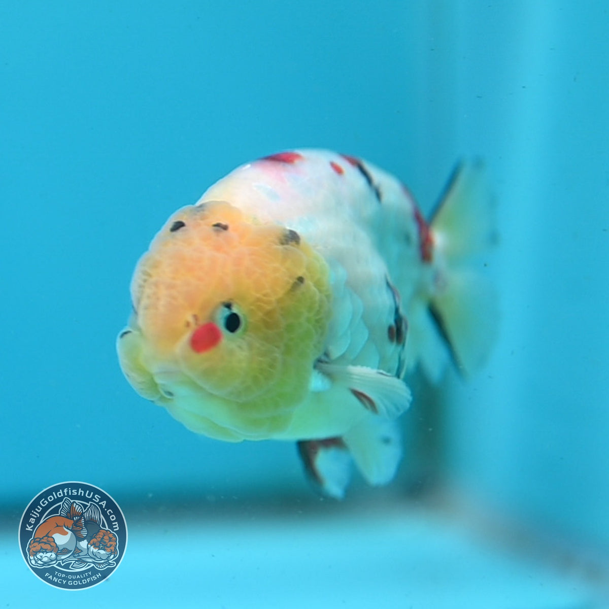 Tricolor Sakura Ranchu 3.5 inch Body (261002_RC06)