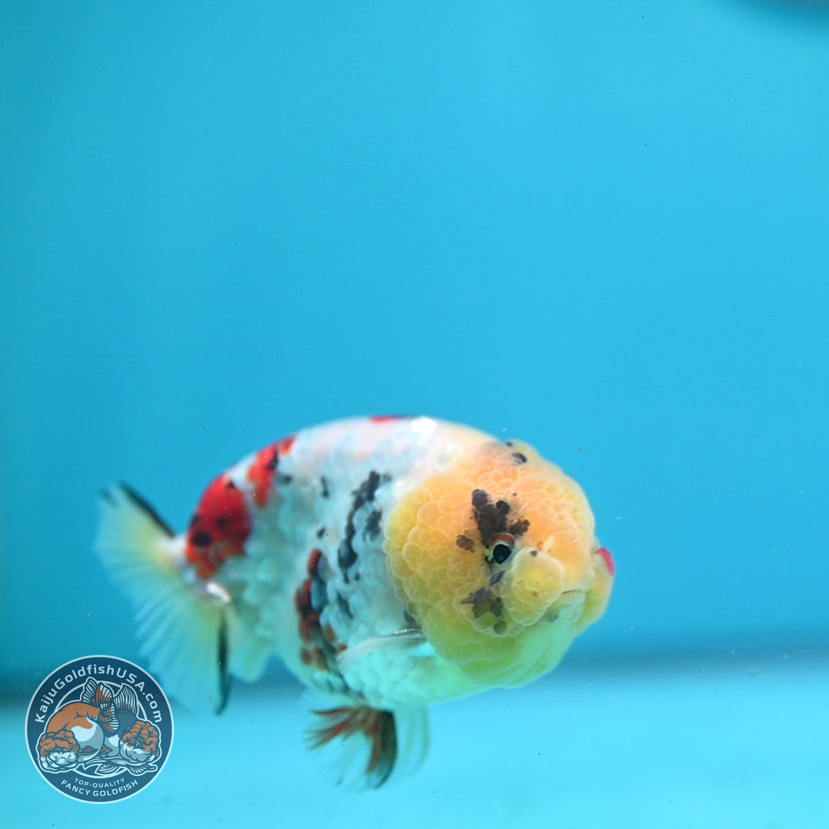 Tricolor Sakura Ranchu 3.5 inch Body (261002_RC06)