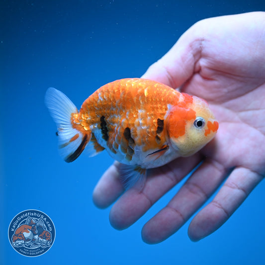 Tricolor Sakura Ranchu 3.5 inch Body (261002_RC07)
