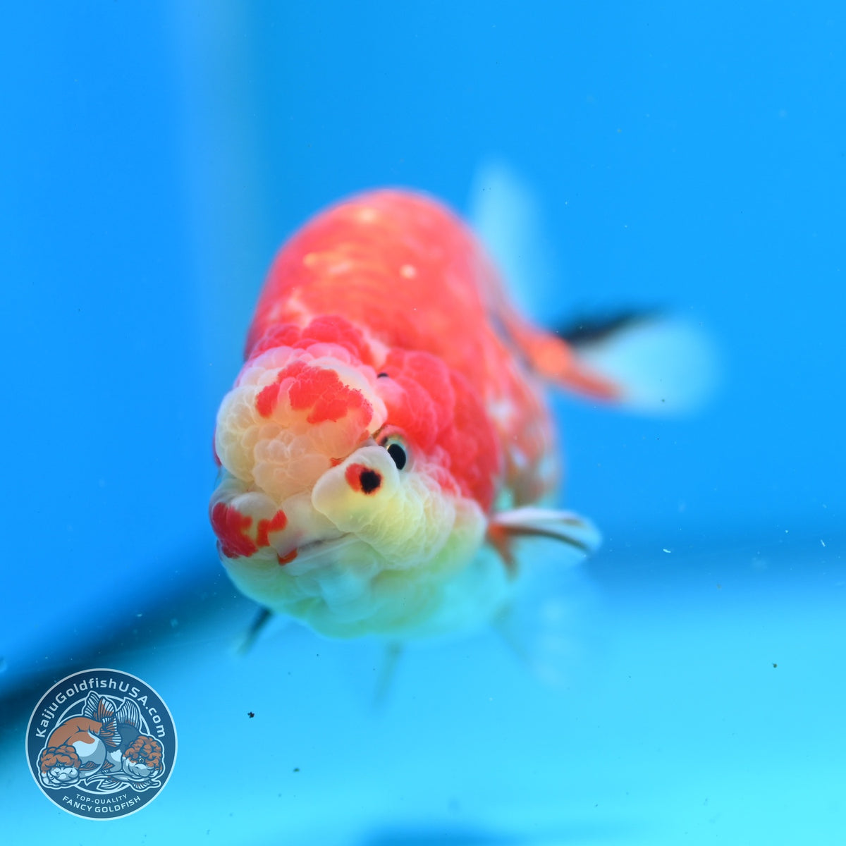 Tricolor Sakura Ranchu 3.5 inch Body (261002_RC07)