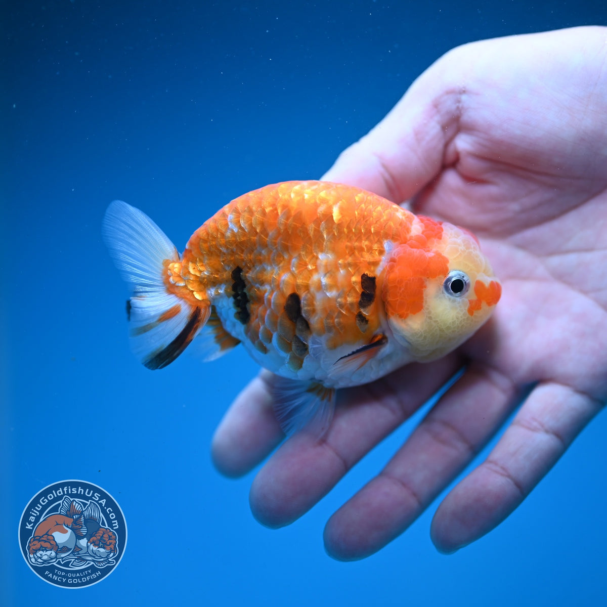 Tricolor Sakura Ranchu 3.5 inch Body (261002_RC07)