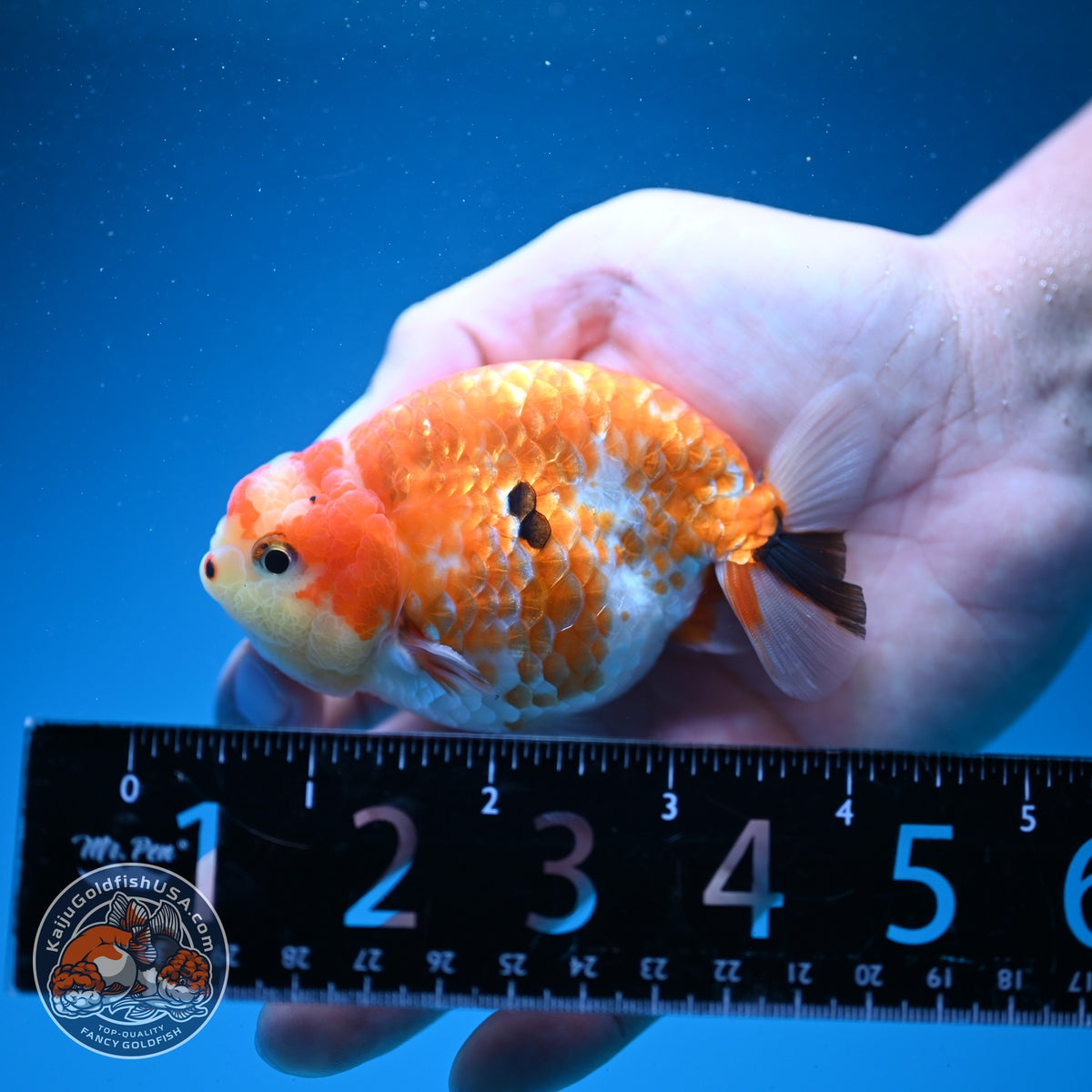 Tricolor Sakura Ranchu 3.5 inch Body (261002_RC07)
