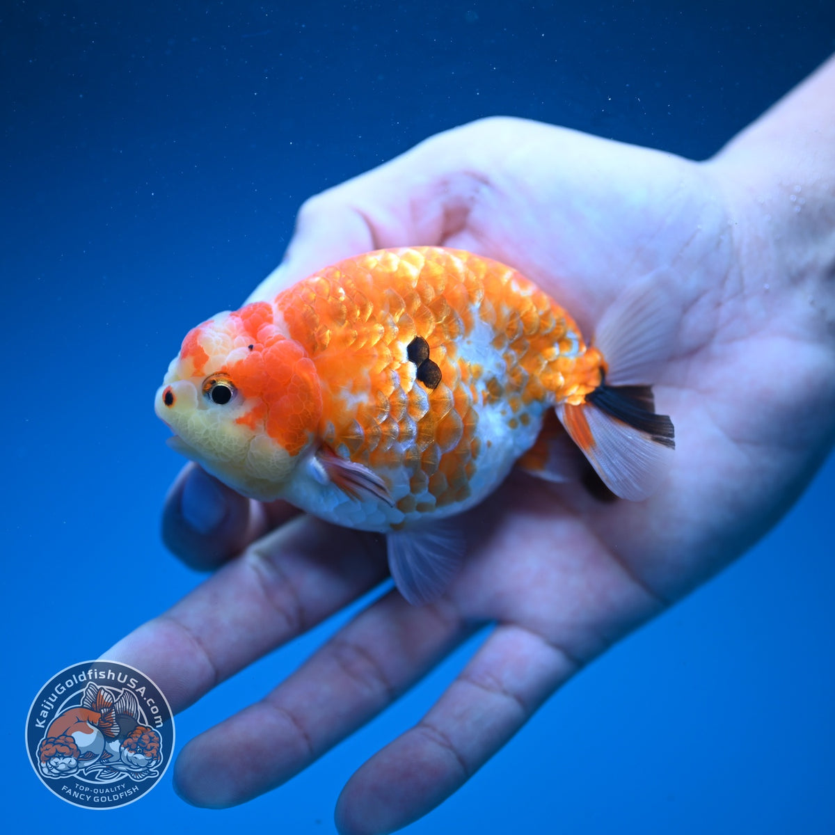 Tricolor Sakura Ranchu 3.5 inch Body (261002_RC07)