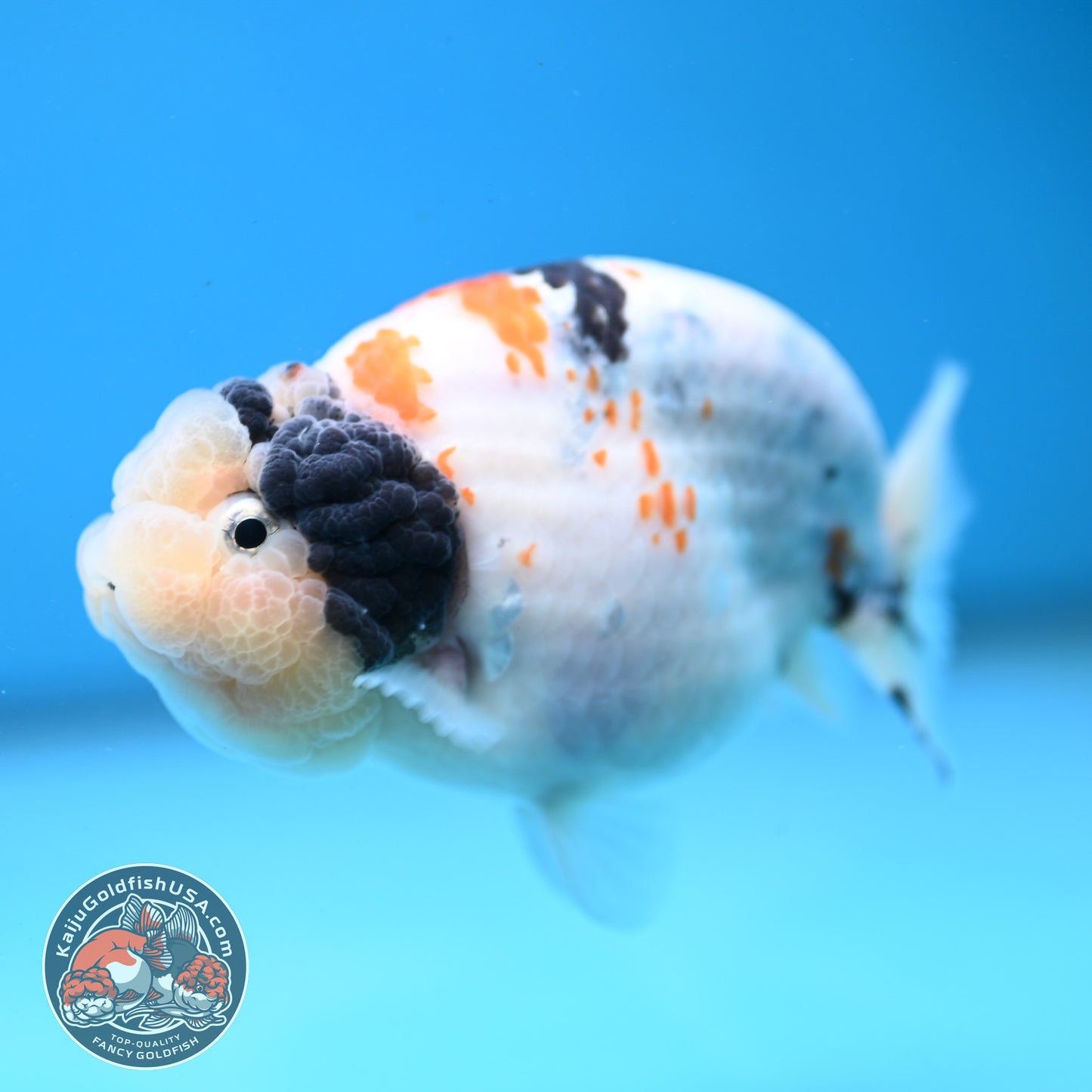 Tricolor Sakura Ranchu 4 inch Body (251121_RC01)