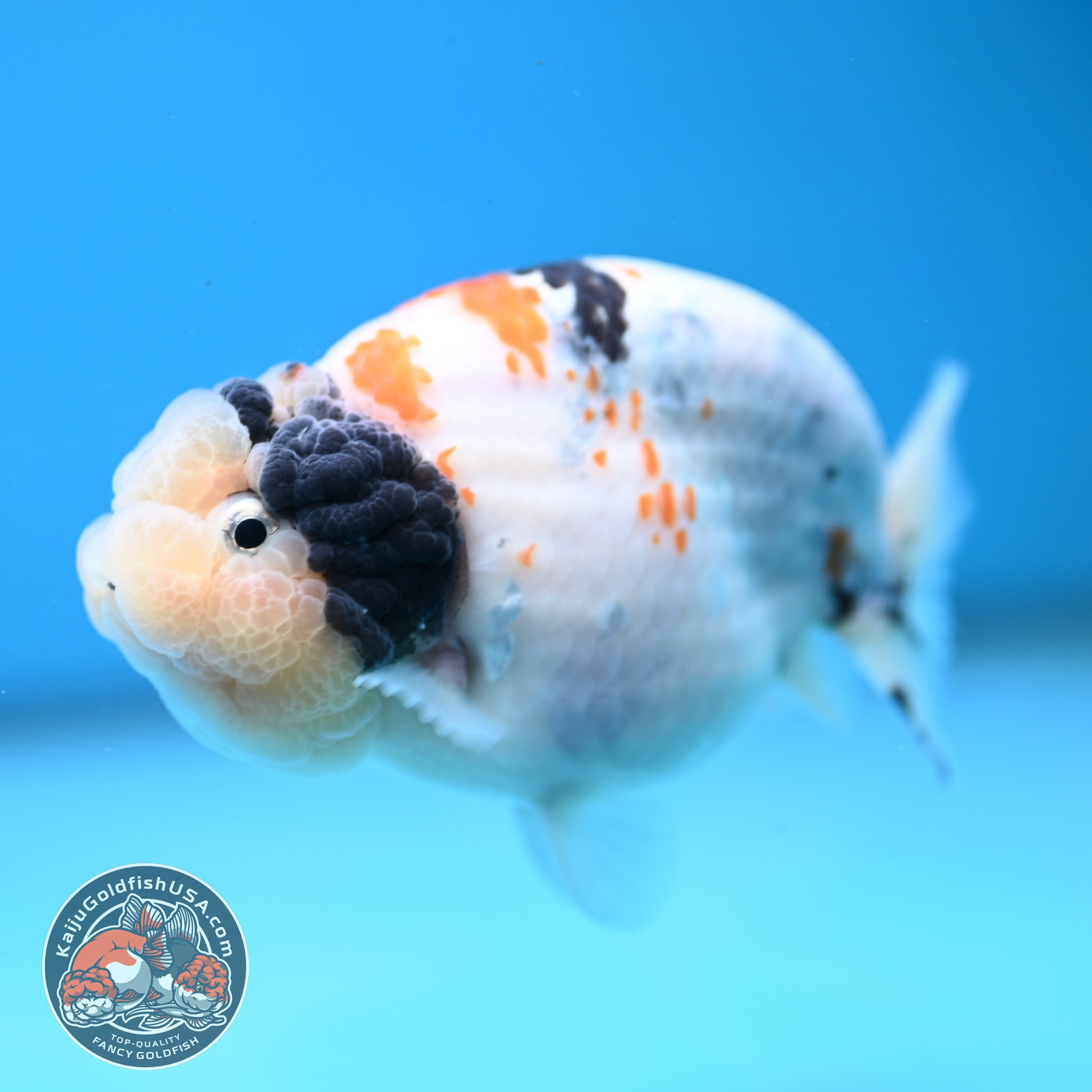 Tricolor Sakura Ranchu 4 inch Body (251121_RC01)