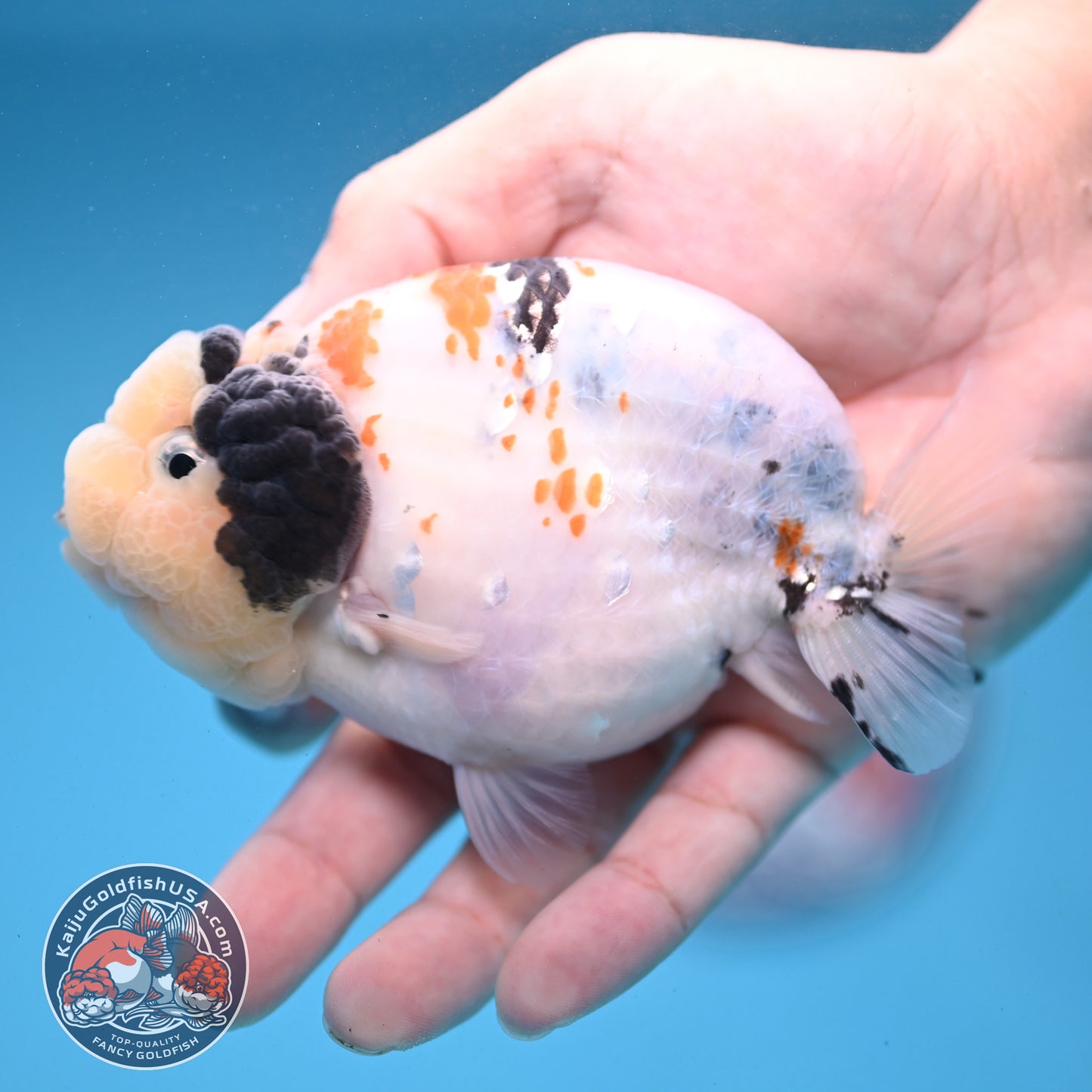 Tricolor Sakura Ranchu 4 inch Body (251121_RC01)