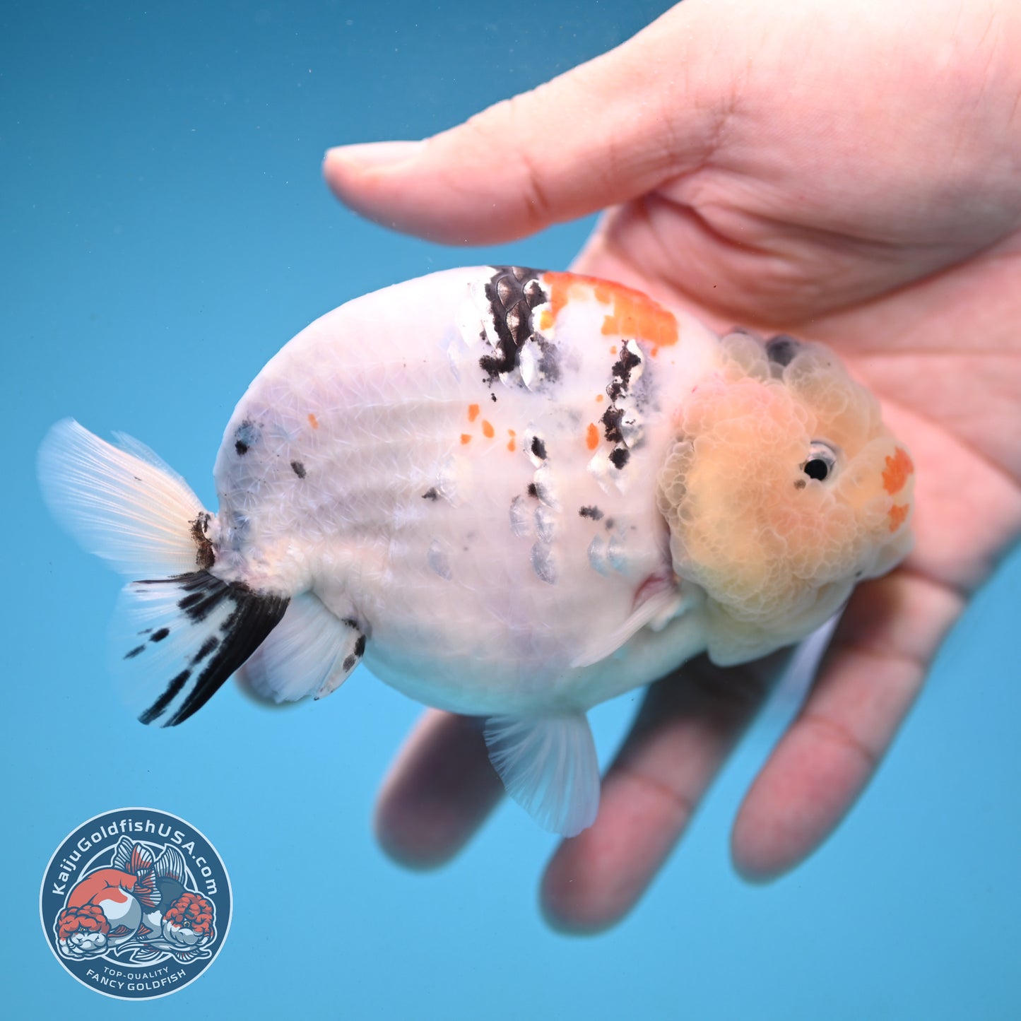Tricolor Sakura Ranchu 4 inch Body (251121_RC01)
