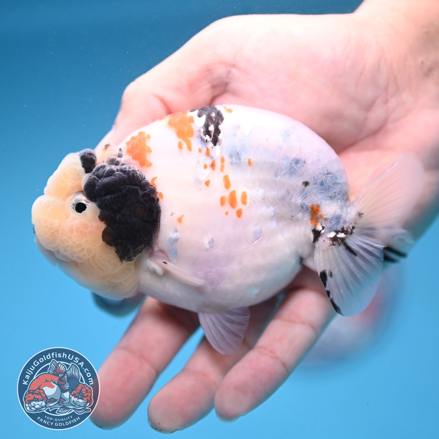Tricolor Sakura Ranchu 4 inch Body (251121_RC01)