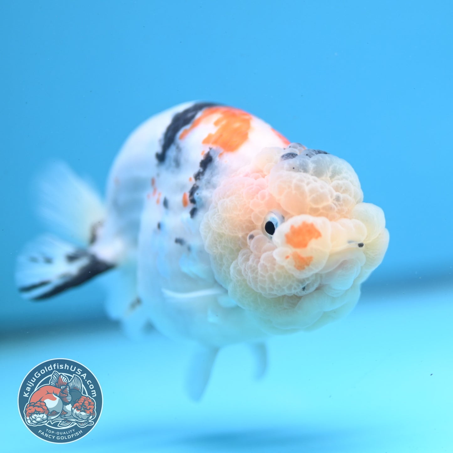 Tricolor Sakura Ranchu 4 inch Body (251121_RC01)