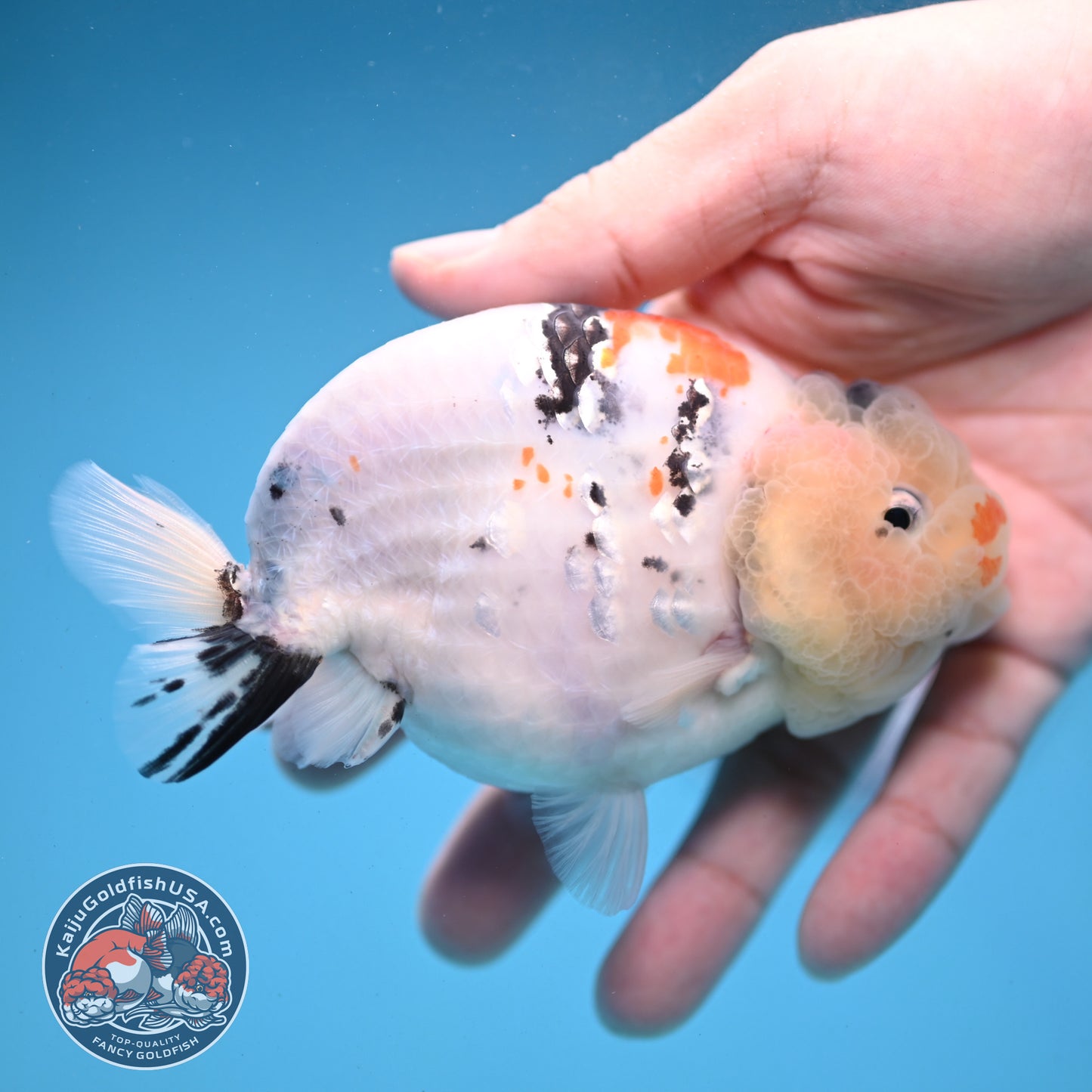 Tricolor Sakura Ranchu 4 inch Body (251121_RC01)
