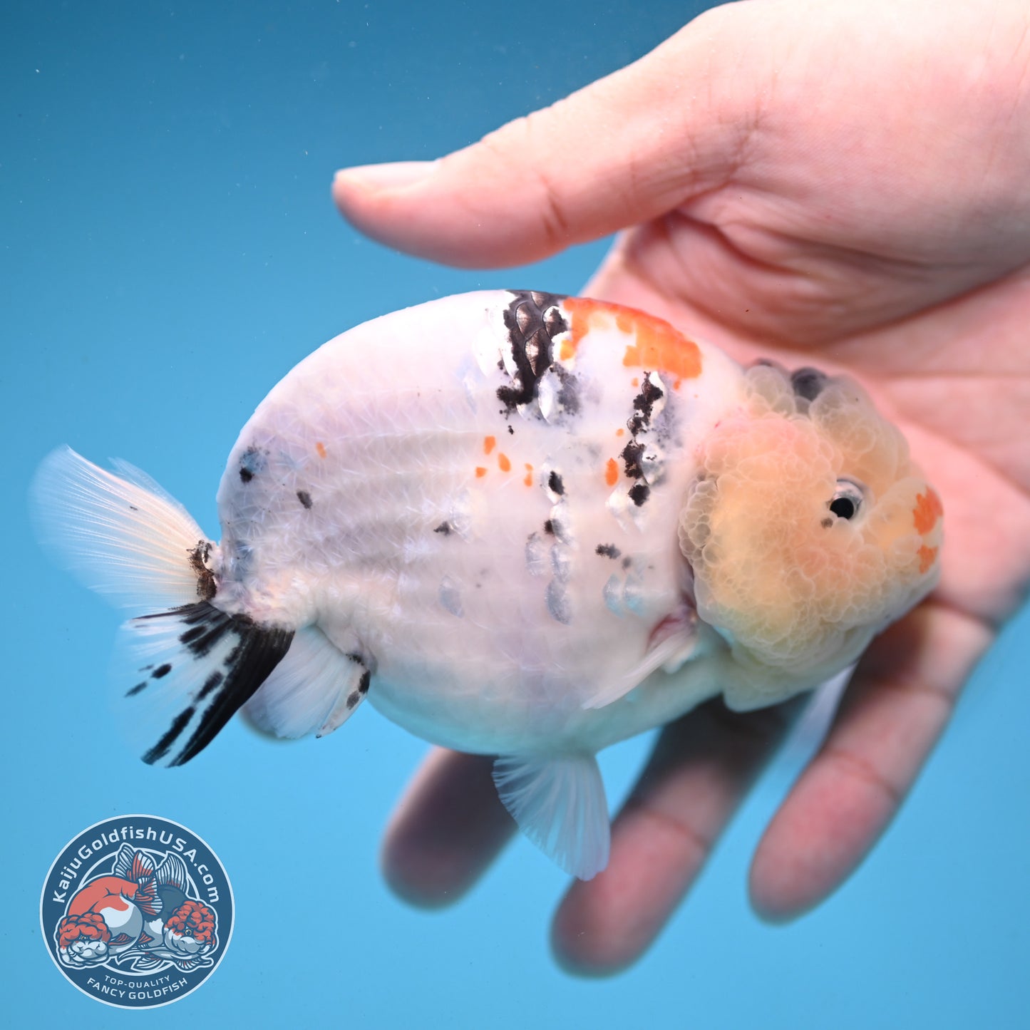 Tricolor Sakura Ranchu 4 inch Body (251121_RC01)