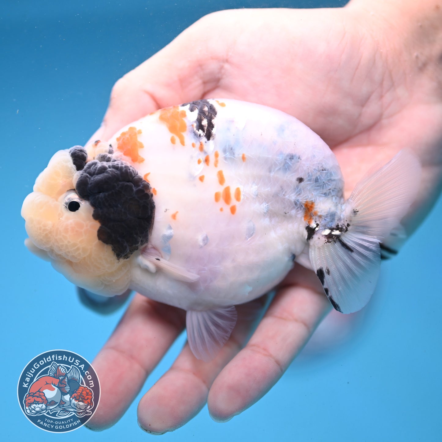 Tricolor Sakura Ranchu 4 inch Body (251121_RC01)