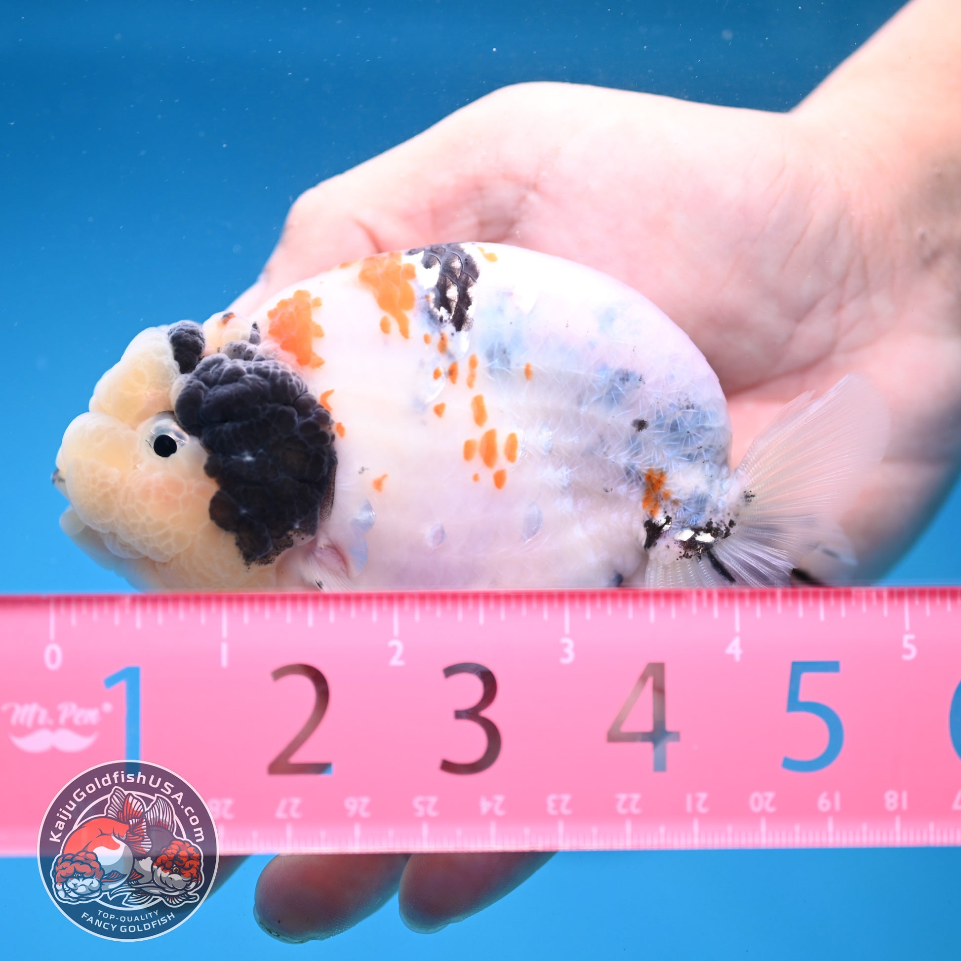 Tricolor Sakura Ranchu 4 inch Body (251121_RC01)