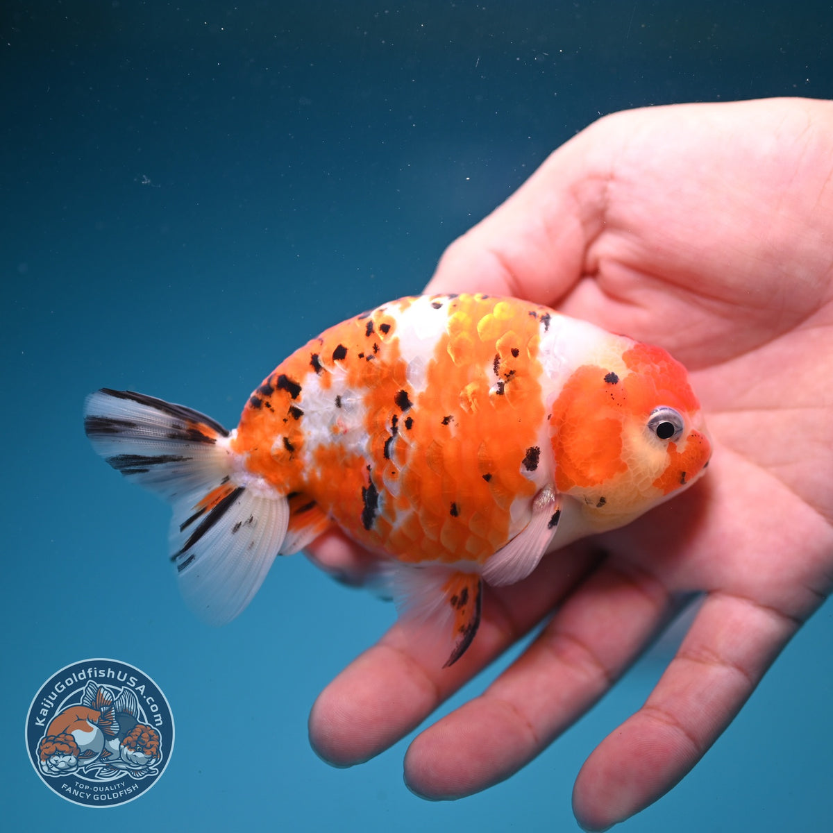 Tricolor Sakura Ranchu 4 inch Body (260925_RC03)