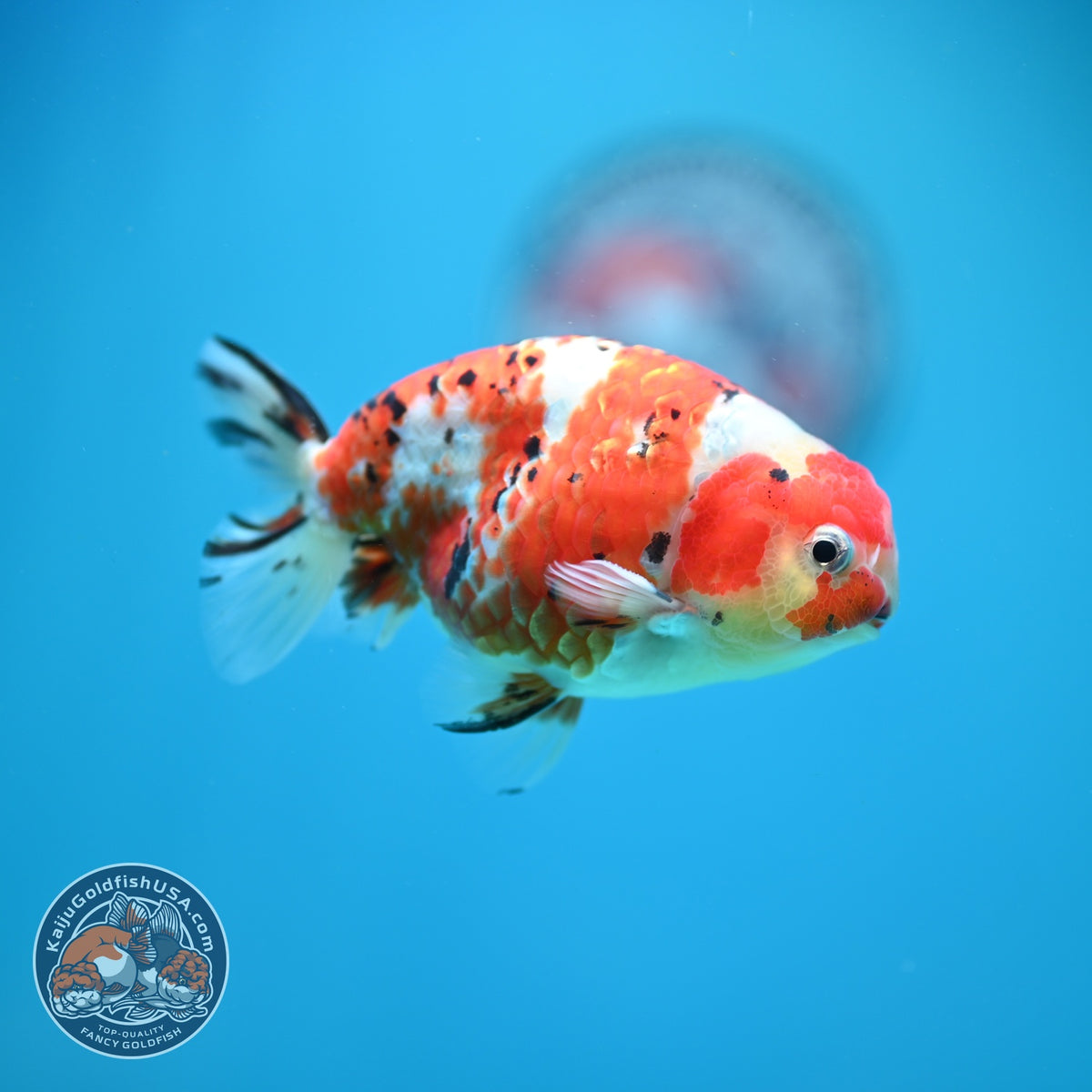 Tricolor Sakura Ranchu 4 inch Body (260925_RC03)