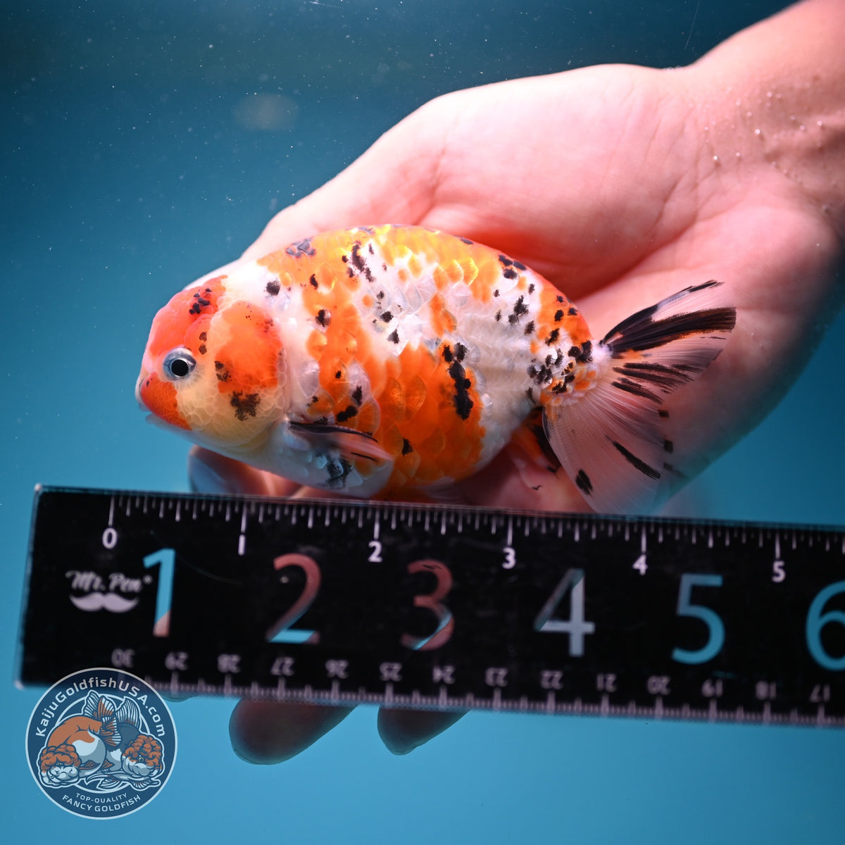 Tricolor Sakura Ranchu 4 inch Body (260925_RC03)