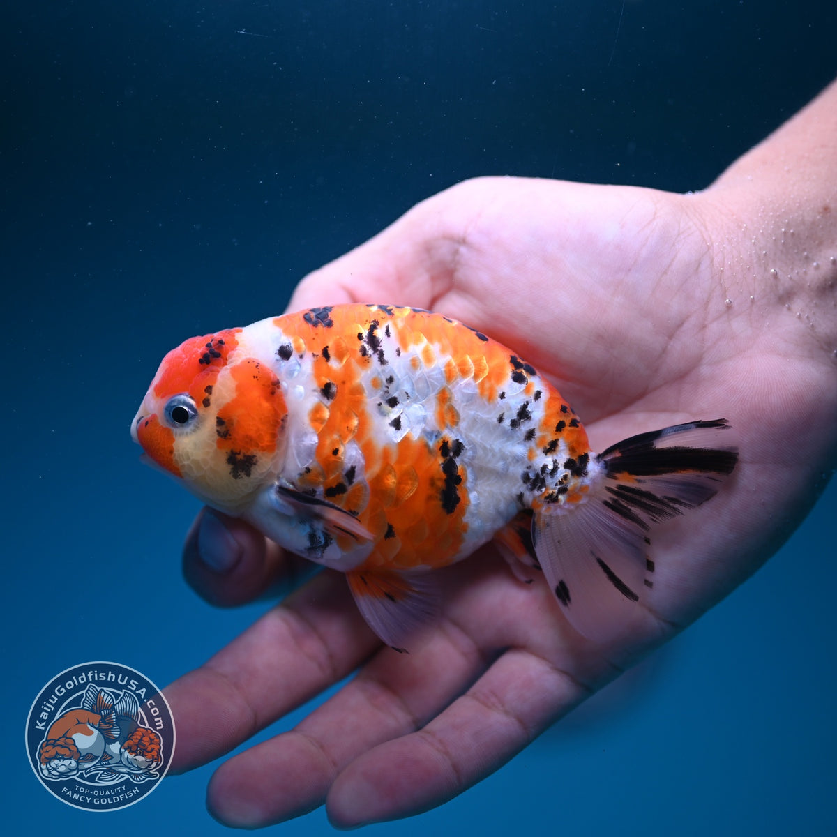 Tricolor Sakura Ranchu 4 inch Body (260925_RC03)