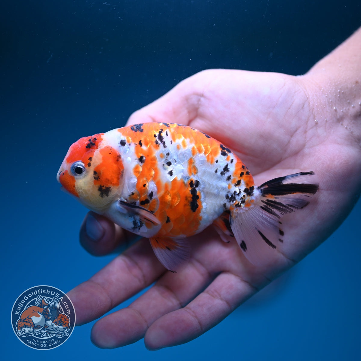 Tricolor Sakura Ranchu 4 inch Body (260925_RC03)