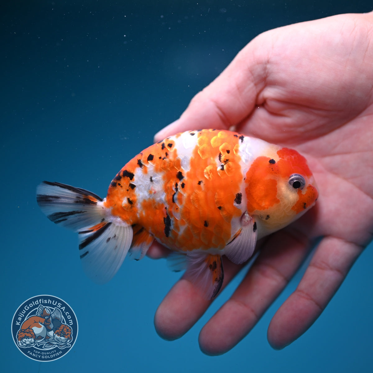 Tricolor Sakura Ranchu 4 inch Body (260925_RC03)