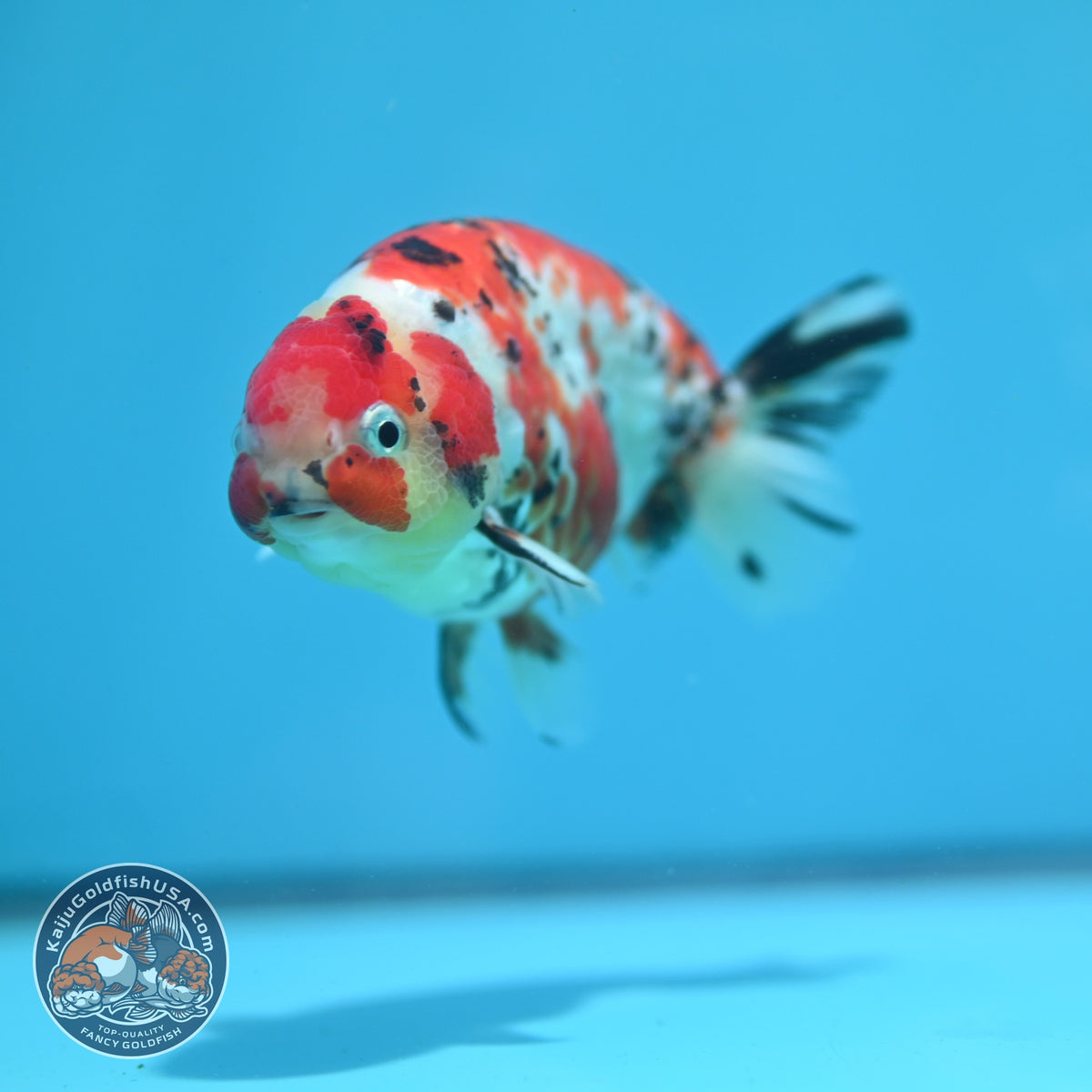Tricolor Sakura Ranchu 4 inch Body (260925_RC03)