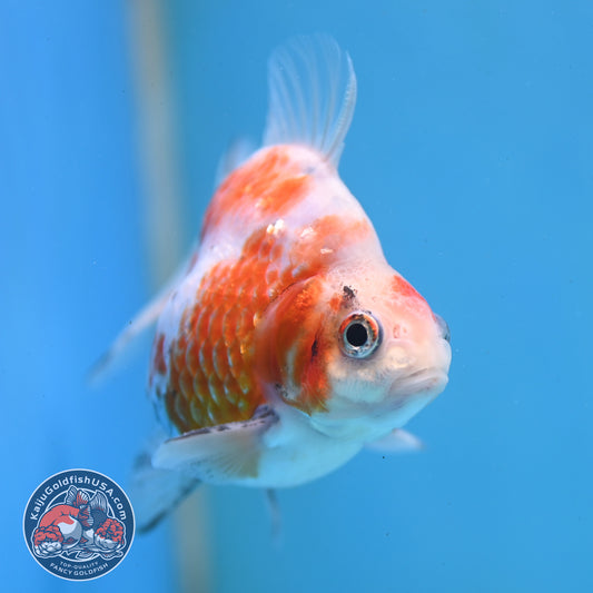 Tricolor Sakura Ryukin 3 inch Body (260213_RY07)