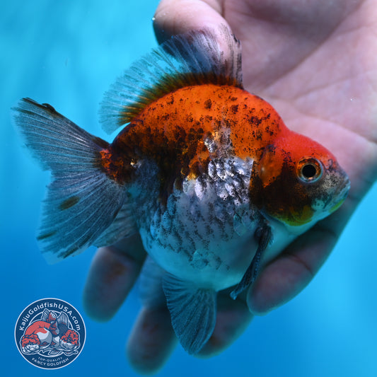 Tricolor Sakura Ryukin 3.5 inch Body (260417_RY01)