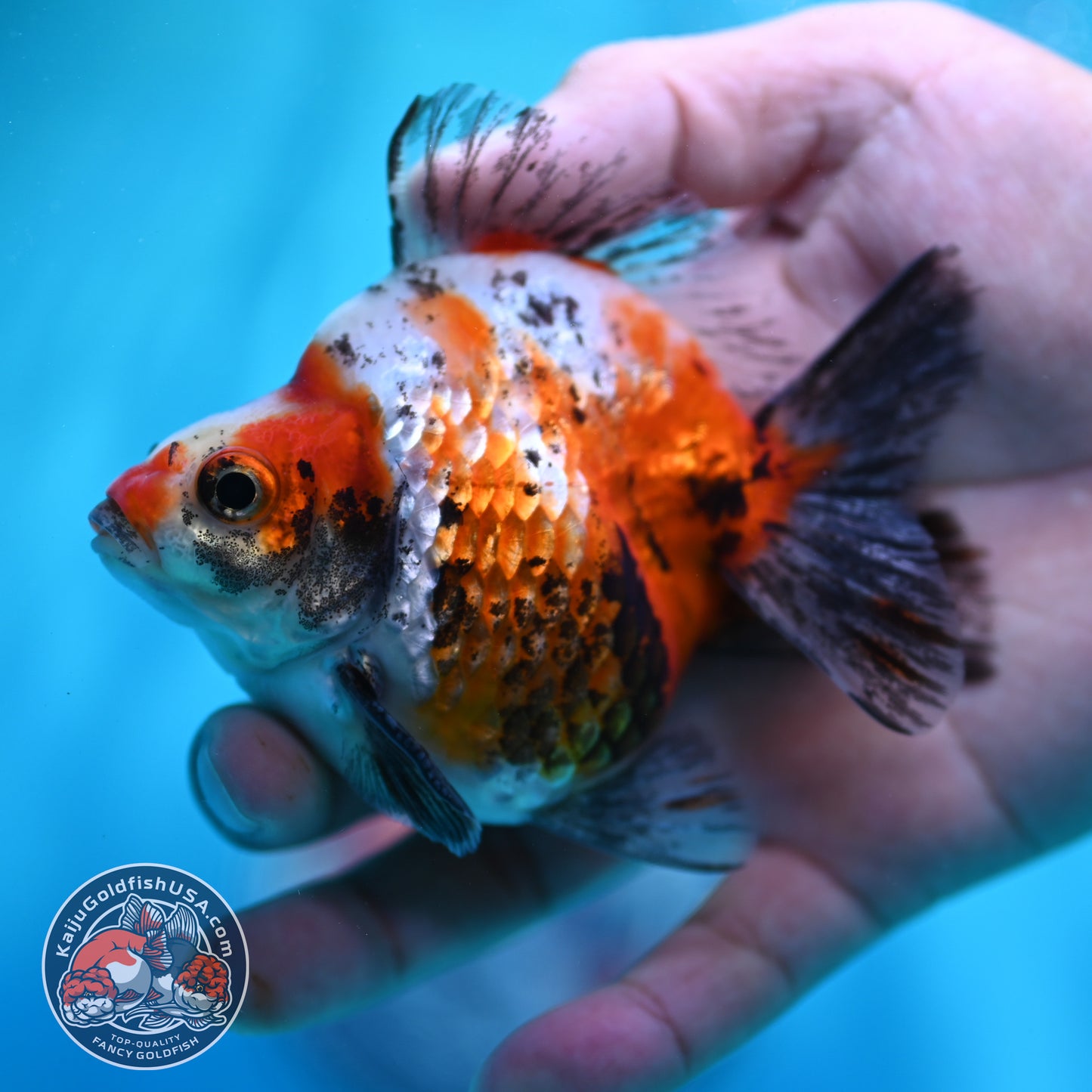 Tricolor Sakura Ryukin 3.5 inch Body (260417_RY02)